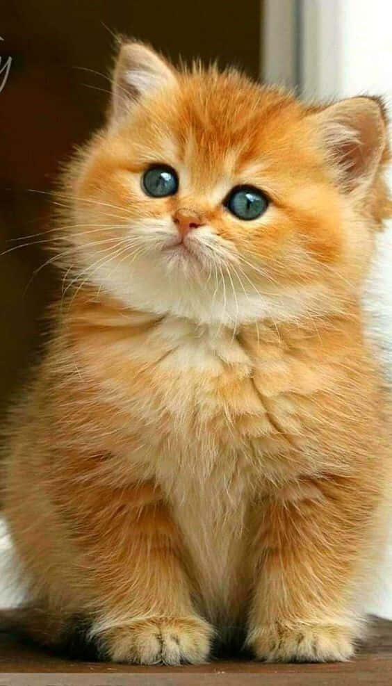 高解像度で魅せる気高き猫の美しさ 壁紙