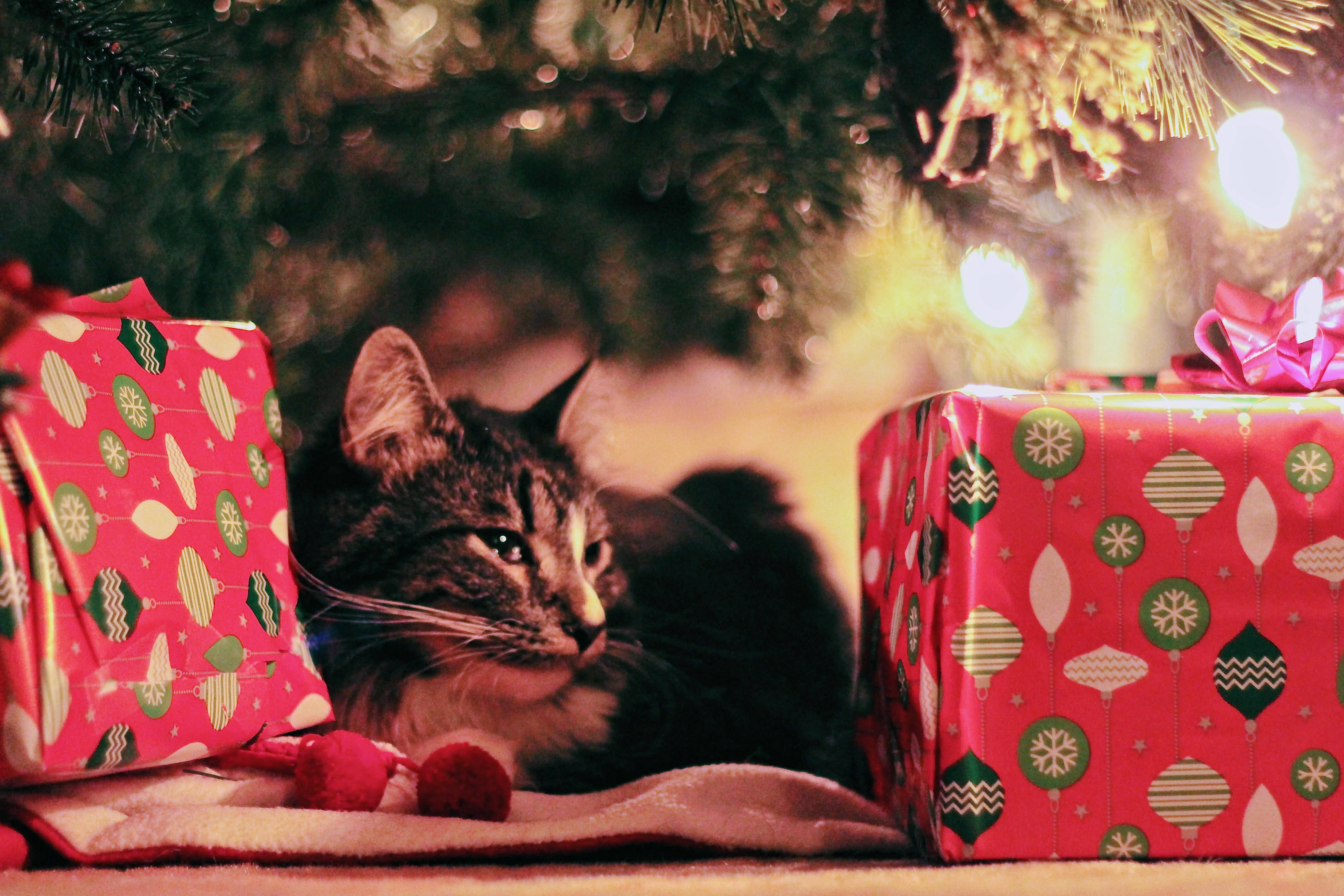 高解像度のクリスマス背景でくつろぐ猫 壁紙