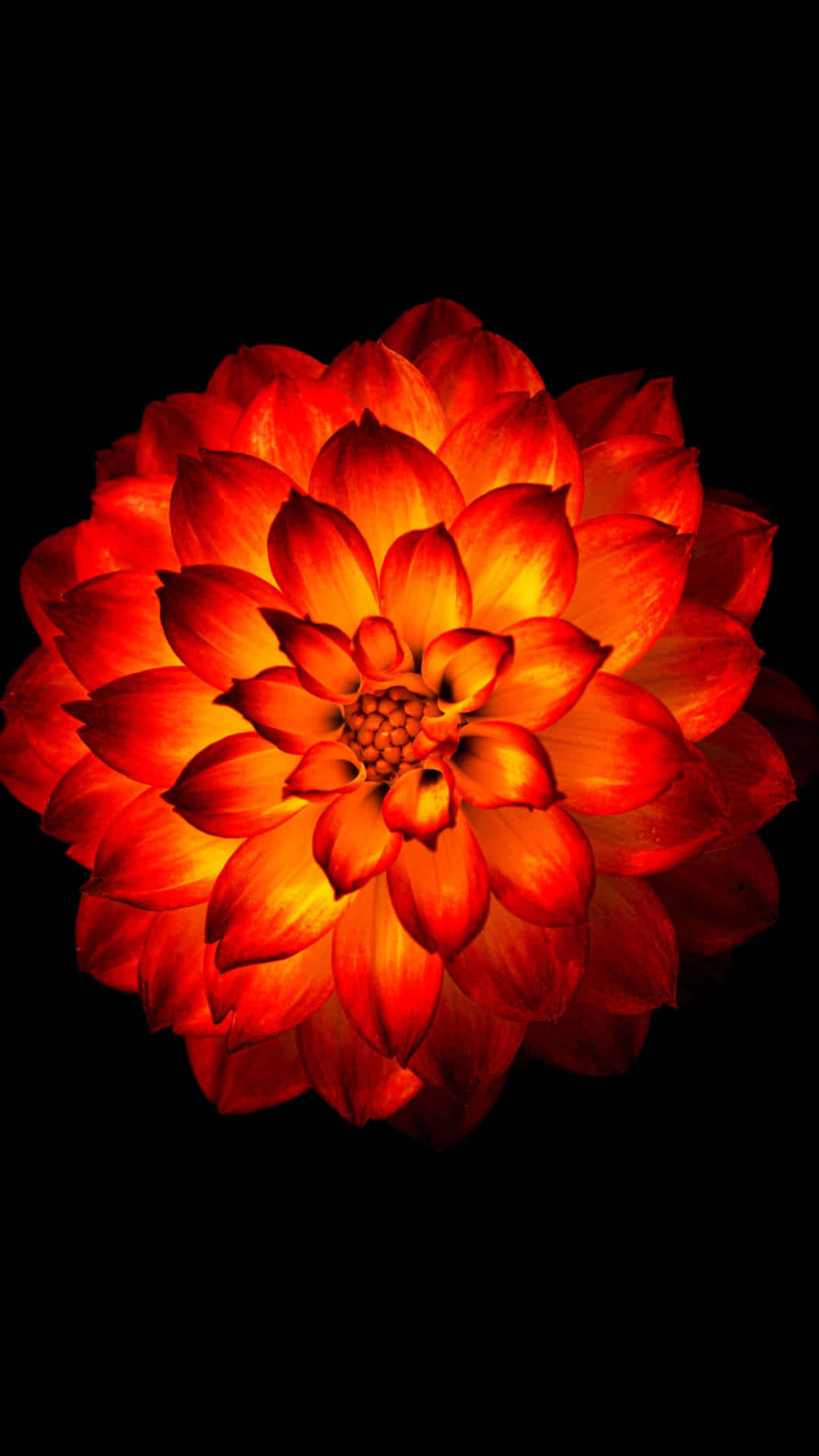 魅惑の花々：フローラルなスマホ壁紙 壁紙