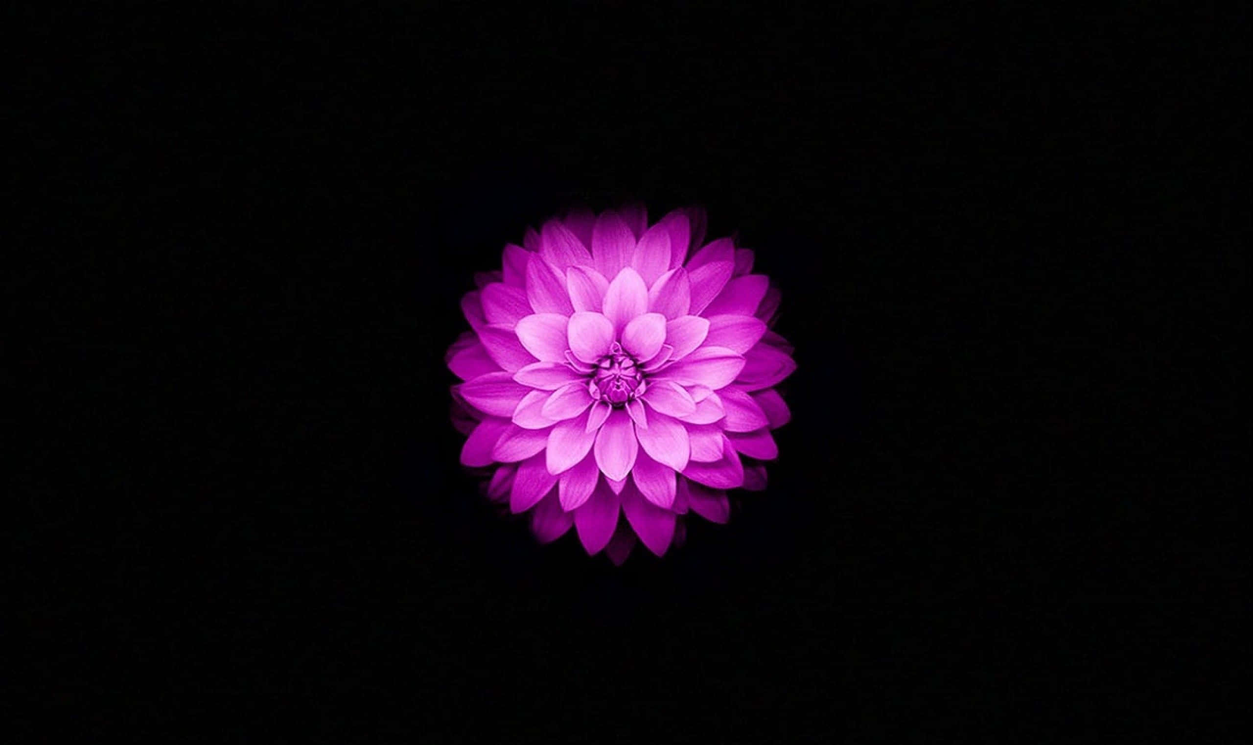 魅惑の蓮の花 壁紙