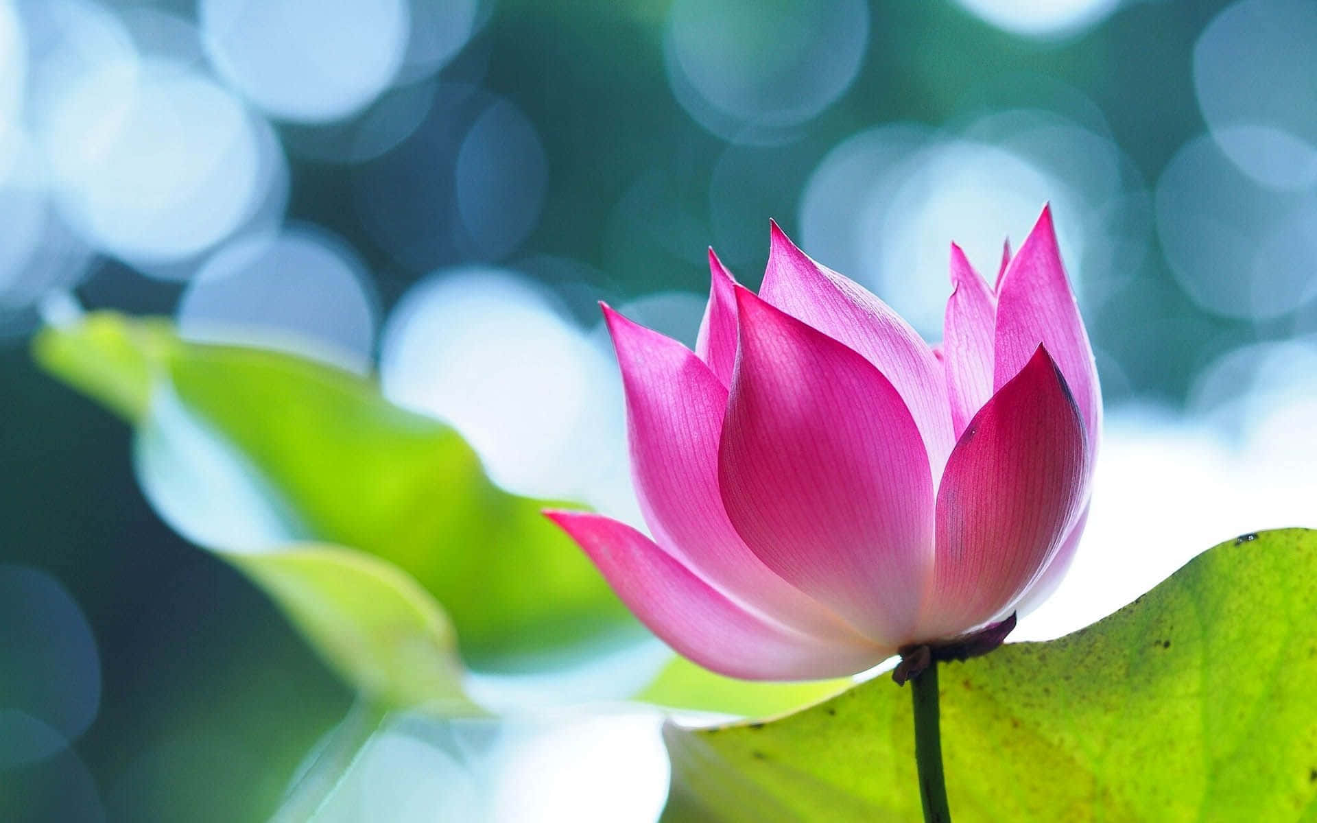 魅惑の蓮の花が咲く 壁紙