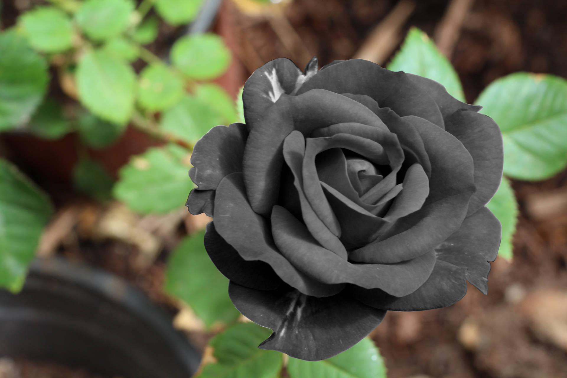 本物の黒い新鮮なバラの花の壁紙