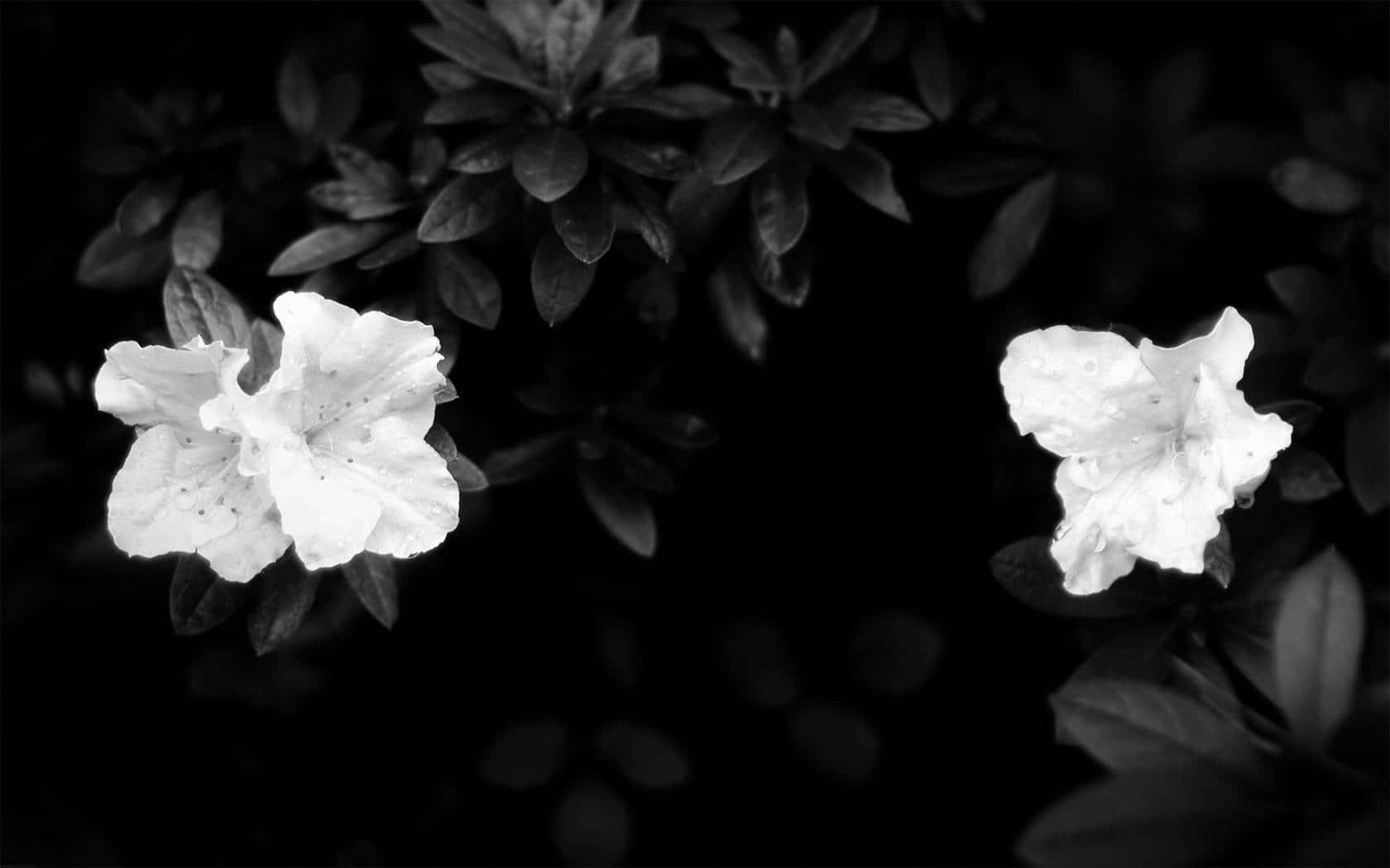 魅惑的なダークフローラル背景 壁紙
