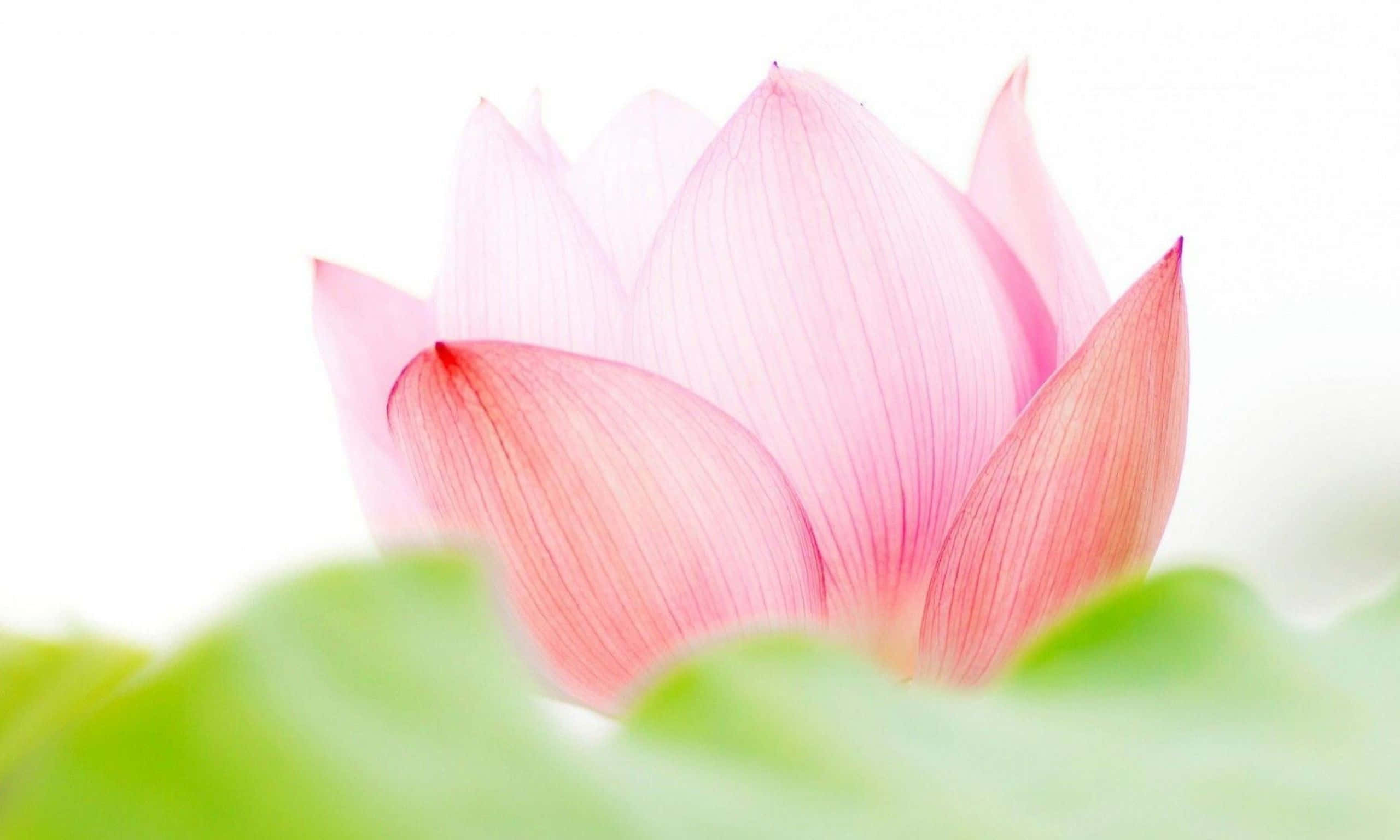 魅惑的なピンクの蓮の花 壁紙