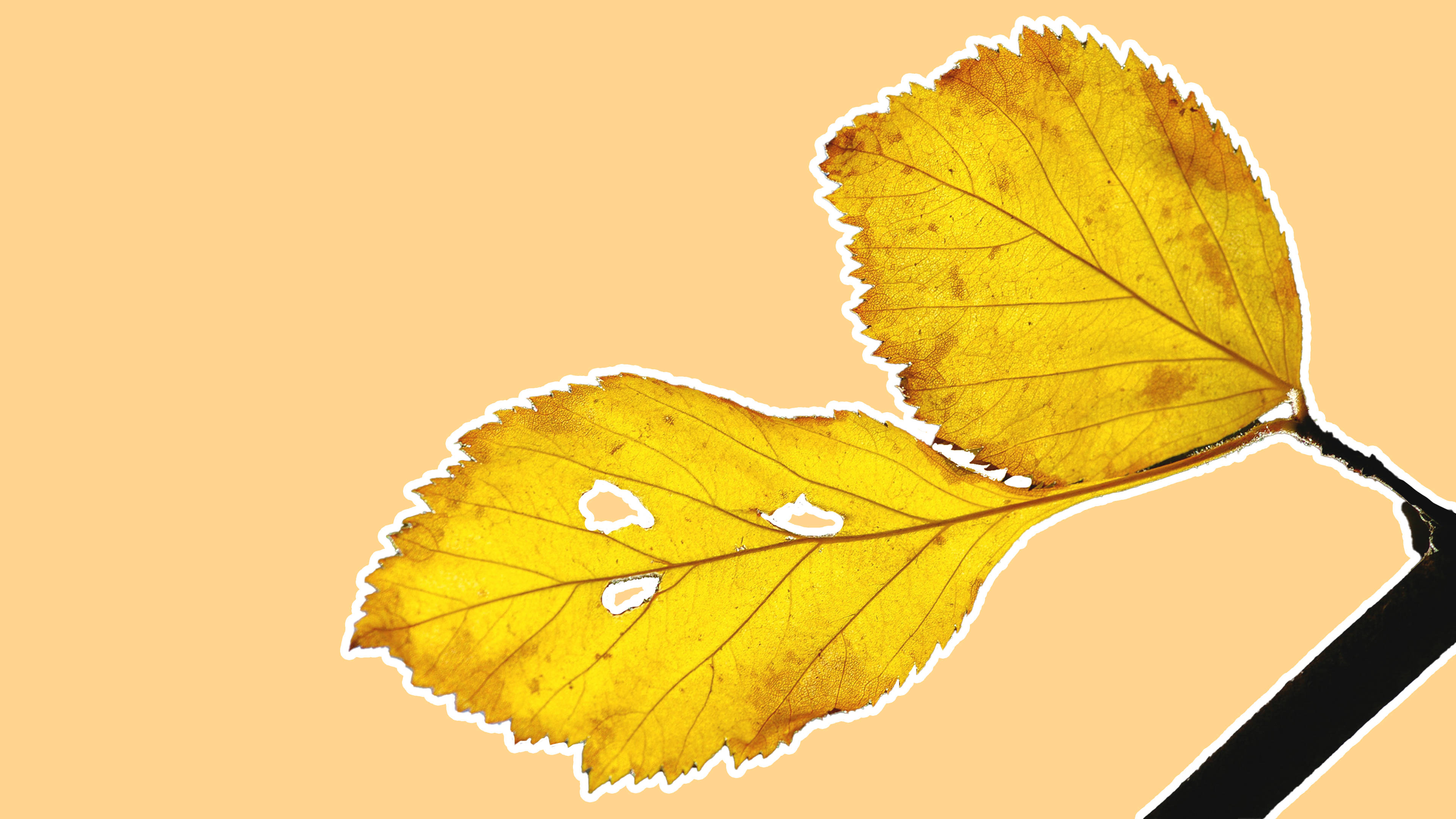 魅惑的なミニマルな黄色い植物の葉の描写 壁紙
