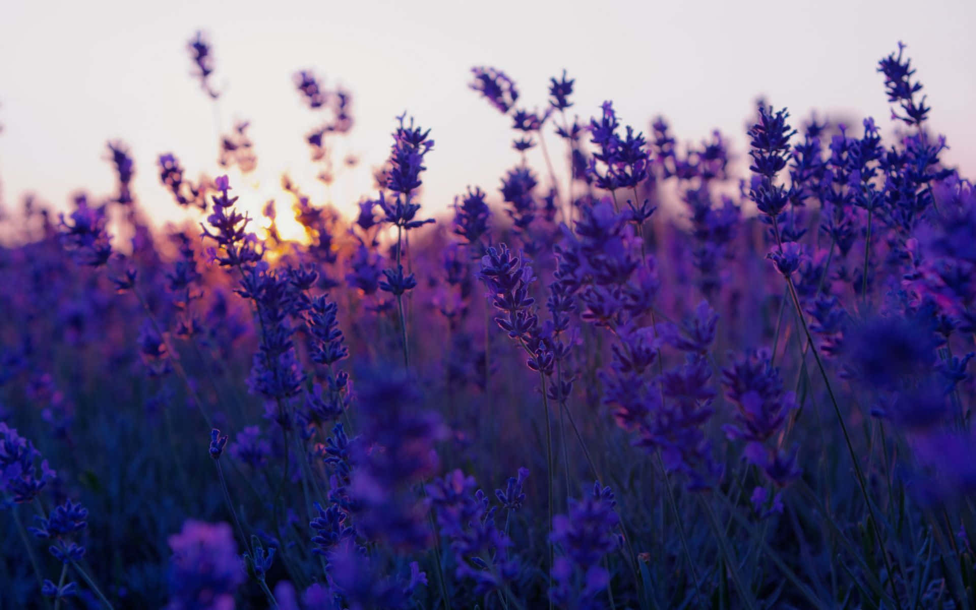 魅惑的な美しさの花背景 壁紙