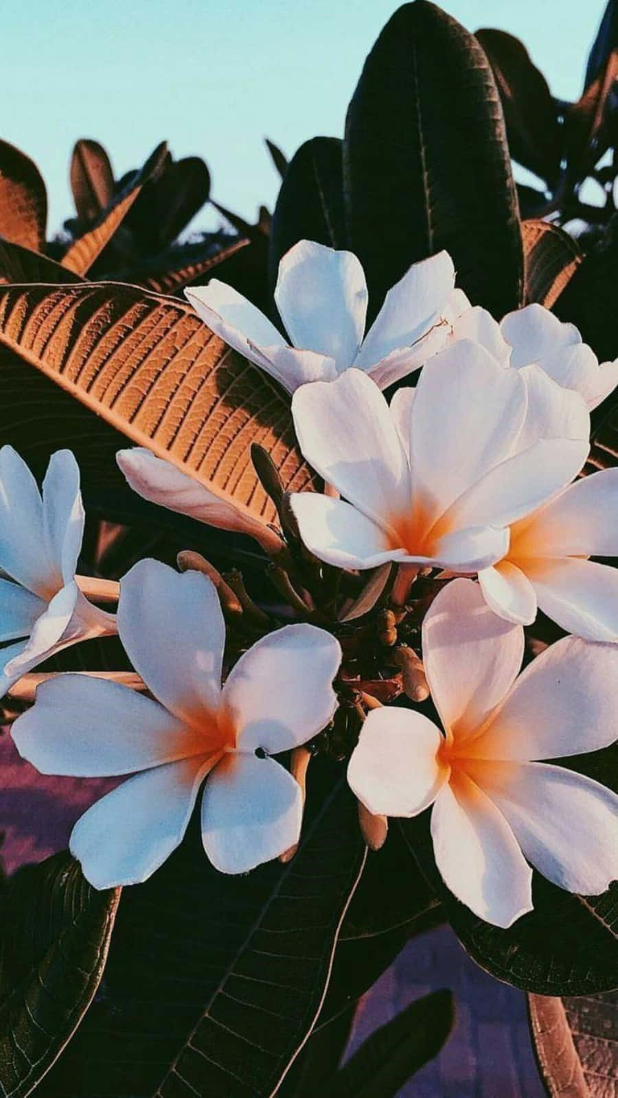 鮮やかで華やかな花畑、特別な日にぴったりの美しい風景。 壁紙