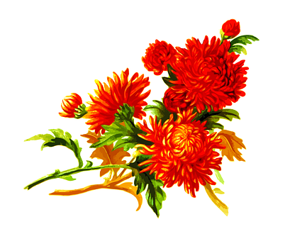 鮮やかなオレンジの菊の花のアートワーク 壁紙