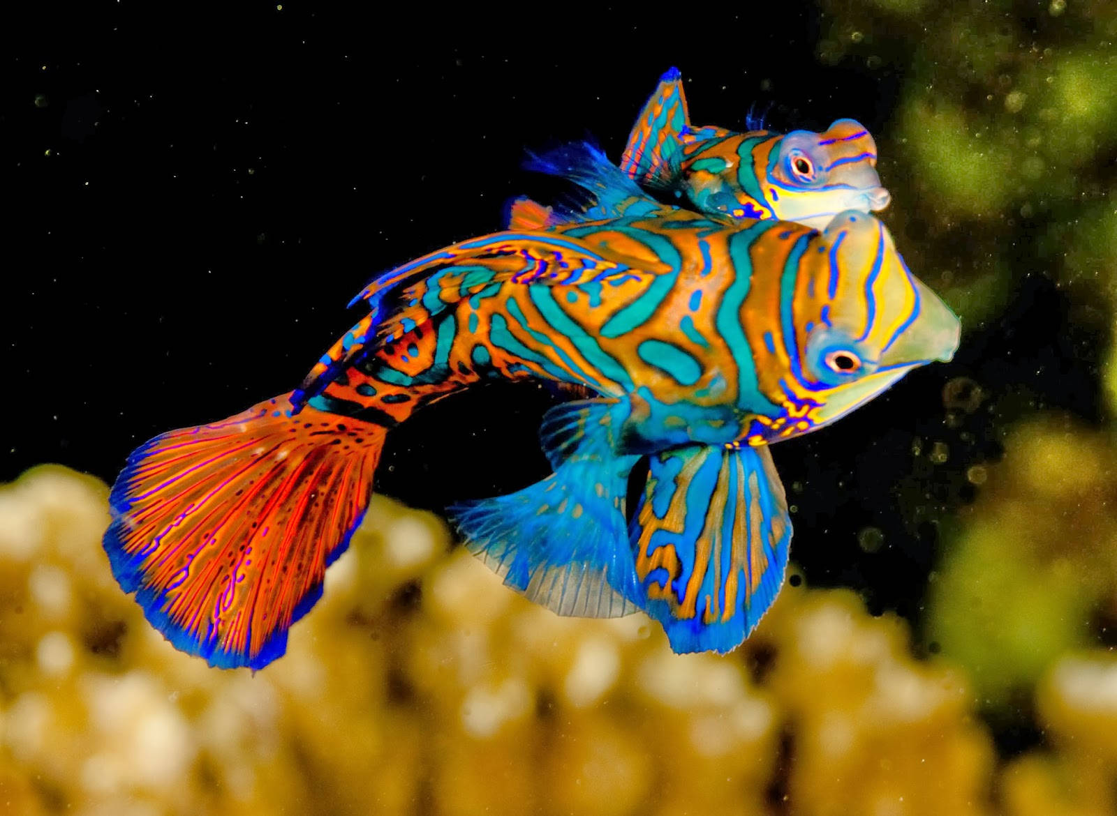 鮮やかなクールな魚たち 壁紙