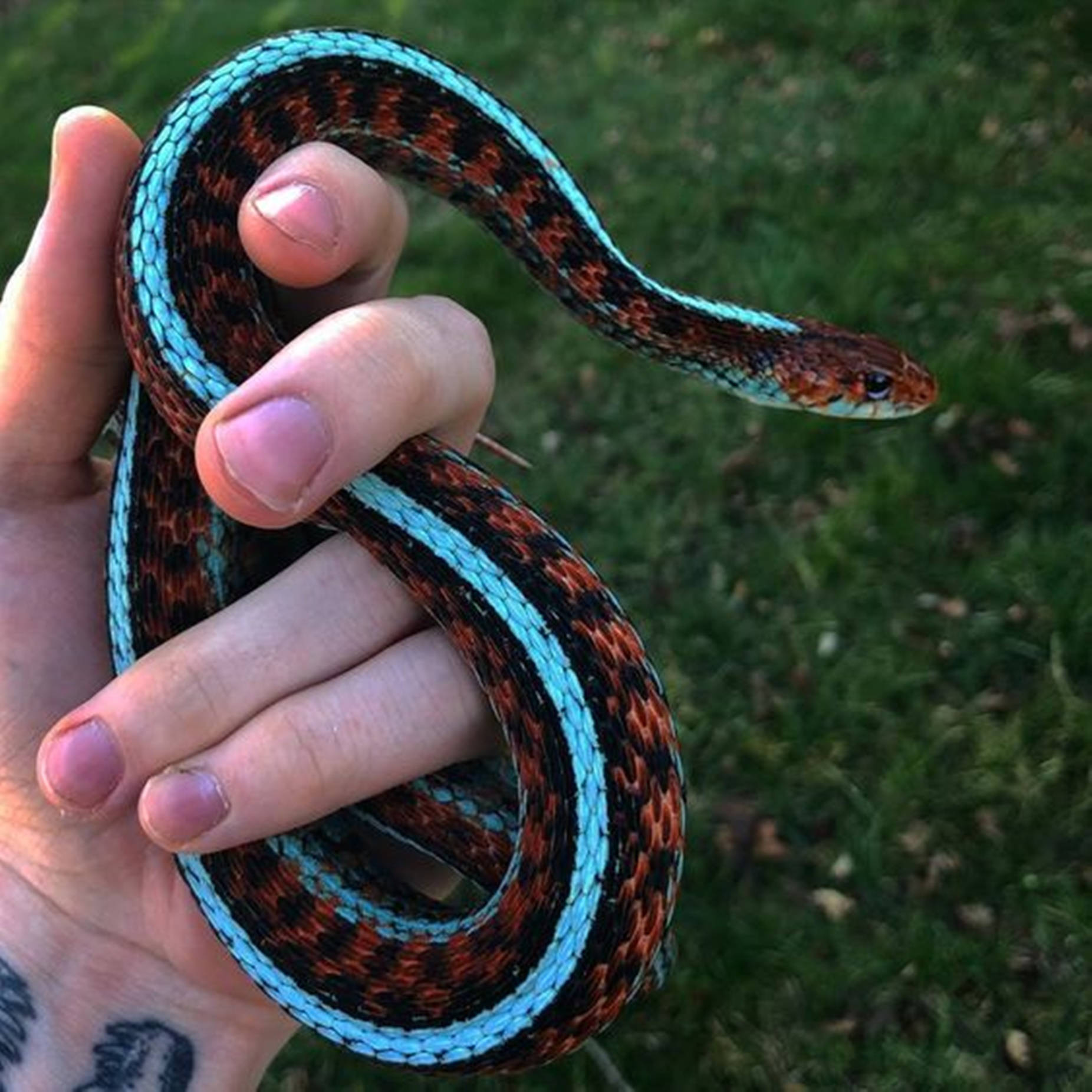鮮やかなネオンブルーのカリフォルニアガータースネーク 壁紙