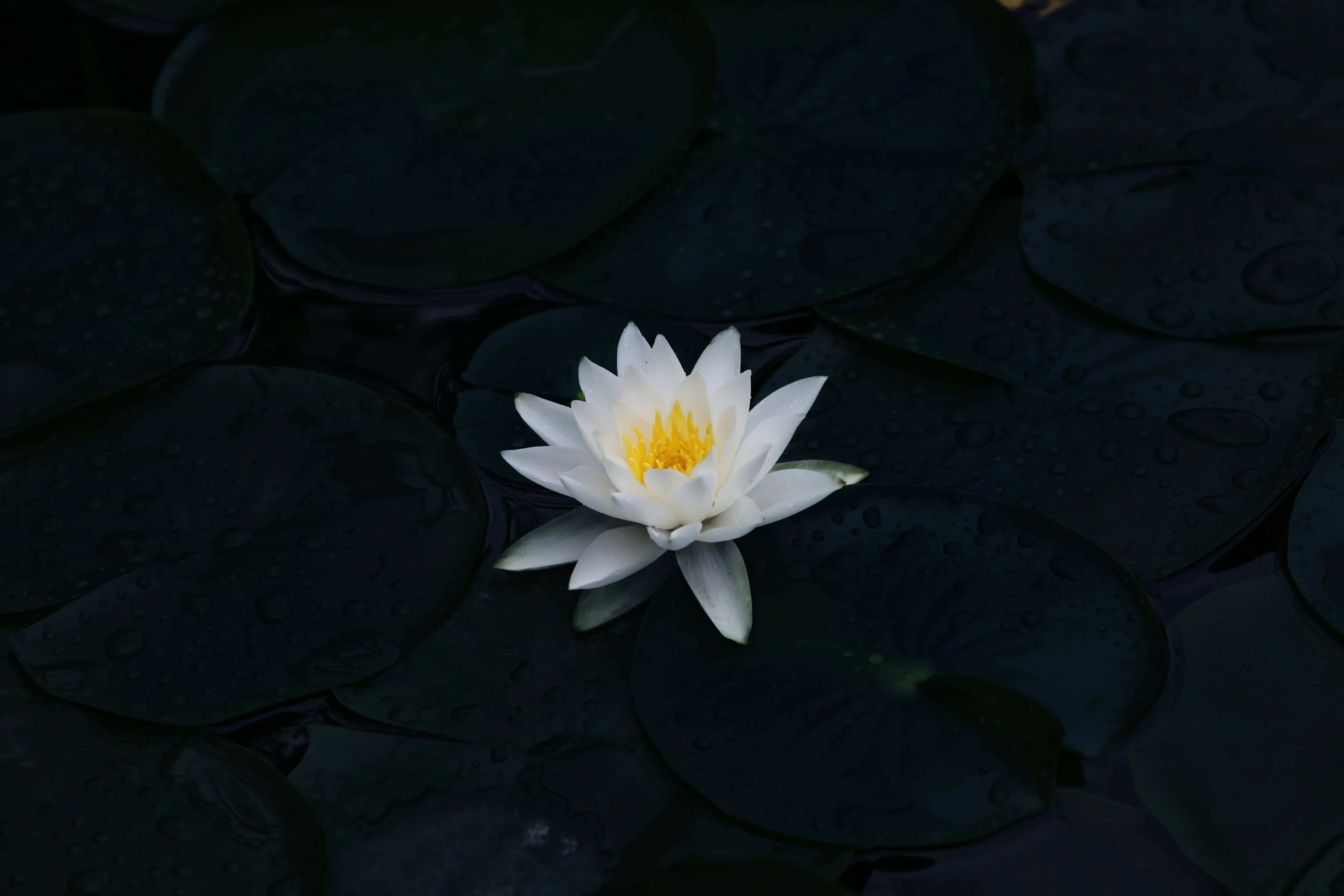 鮮やかなピンクと紫の花が満開に咲いている。 壁紙