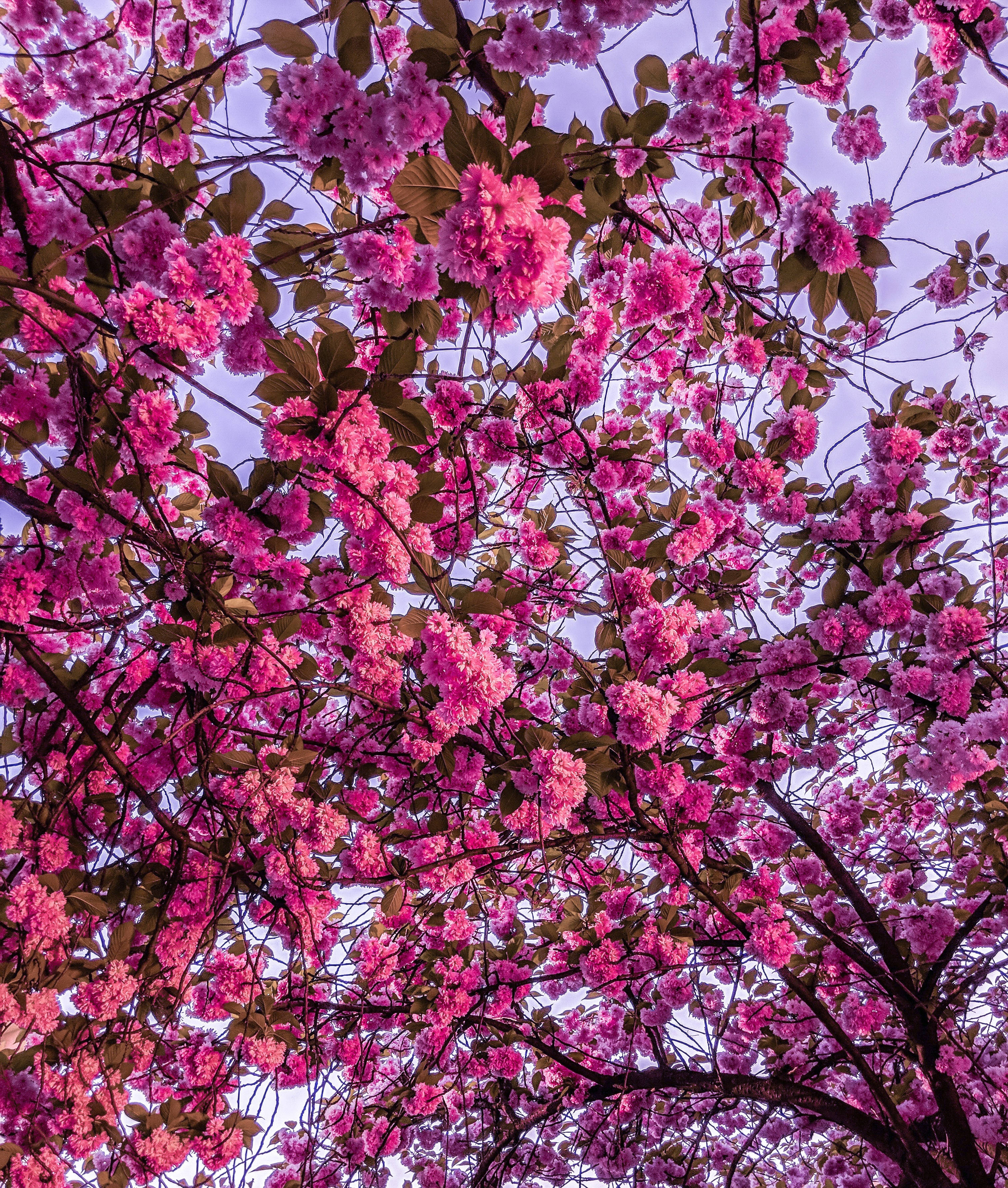 鮮やかなピンクの桜の花 壁紙