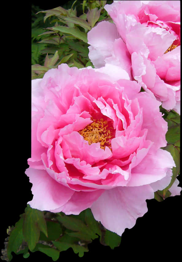 鮮やかなピンクの牡丹の花 壁紙