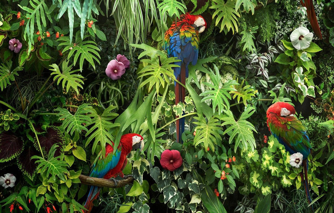 鮮やかな庭園のコンゴウインコ 壁紙