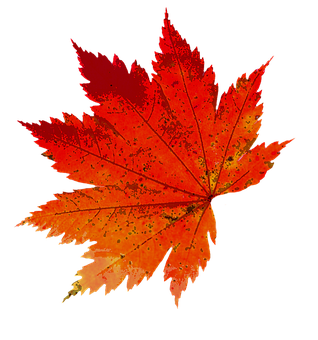鮮やかな秋の紅葉 壁紙
