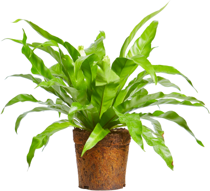 鮮やかな緑の観葉植物が鉢に植えられた画像 壁紙