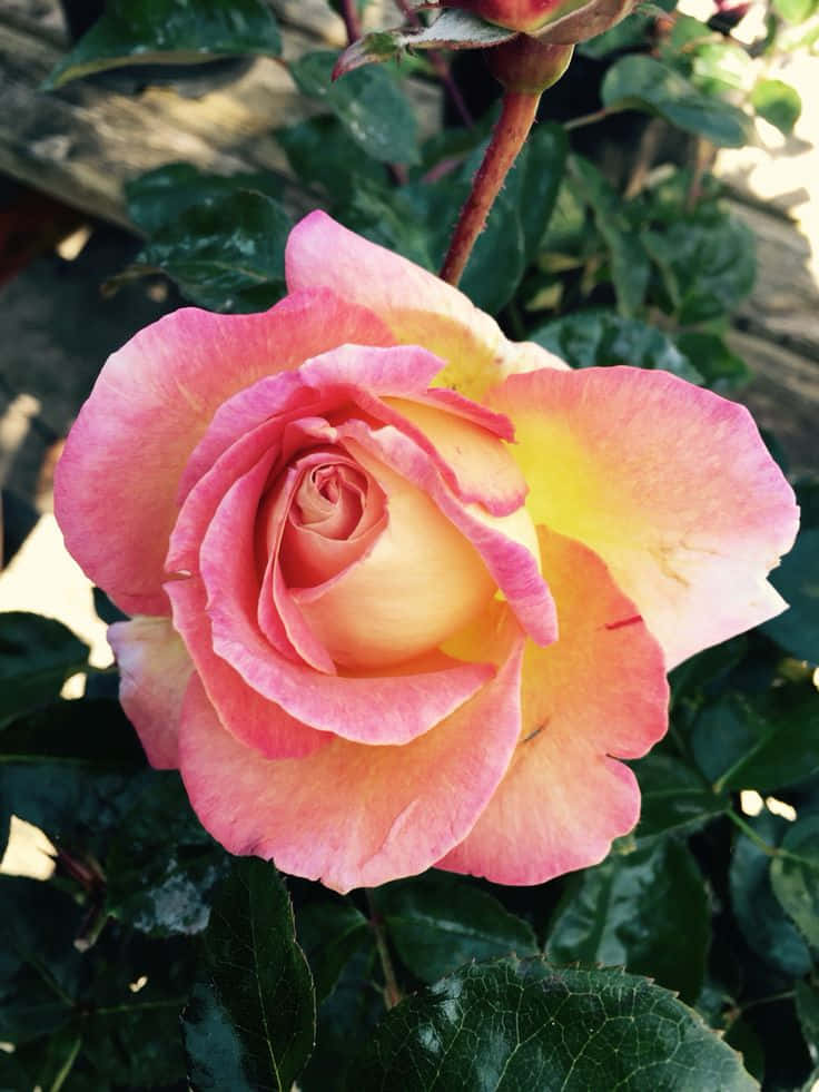 鮮やかな色に満ちた庭で、一本のピンクのバラの花が高く誇らしげに立っています 壁紙