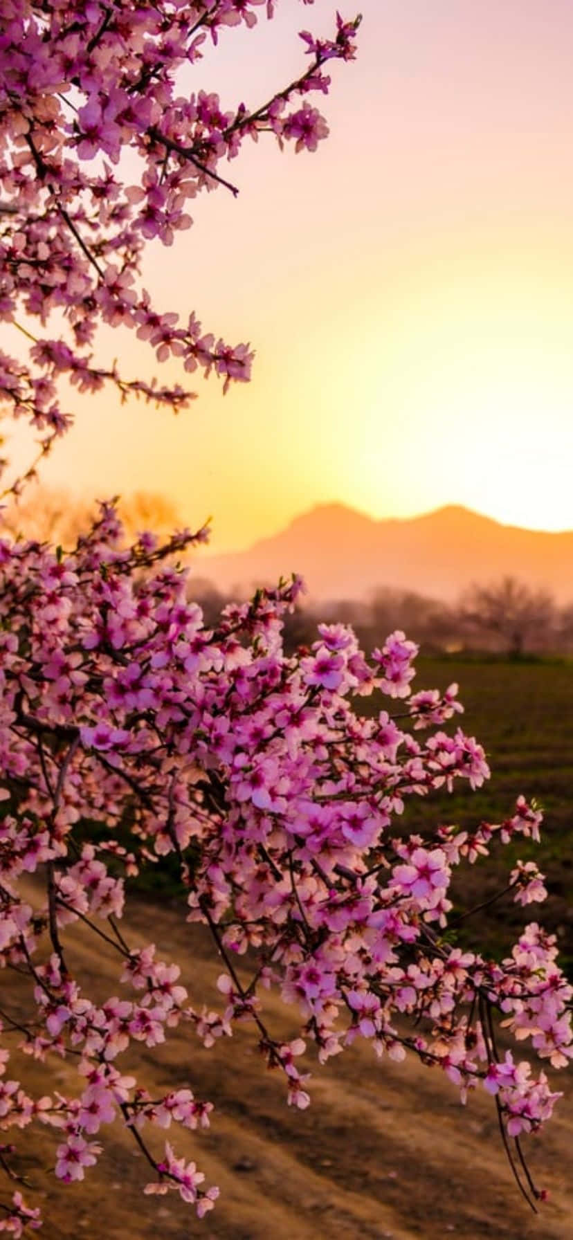 鮮やかな花々と明るい青空のiPhone画像 壁紙