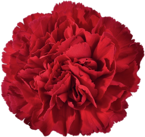鮮やかな赤いカーネーションの花 壁紙