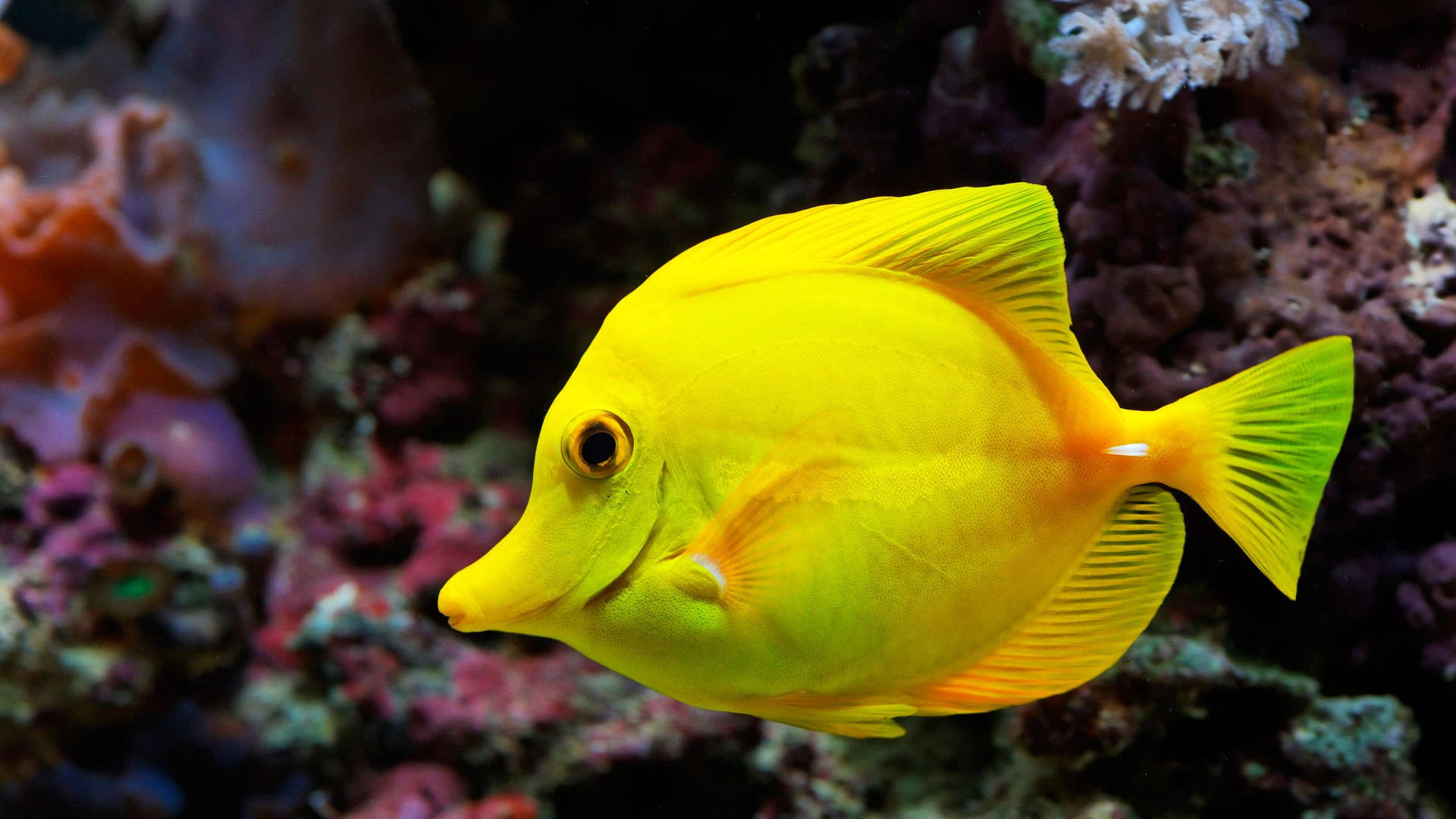 鮮やかな黄色のクールな魚 壁紙