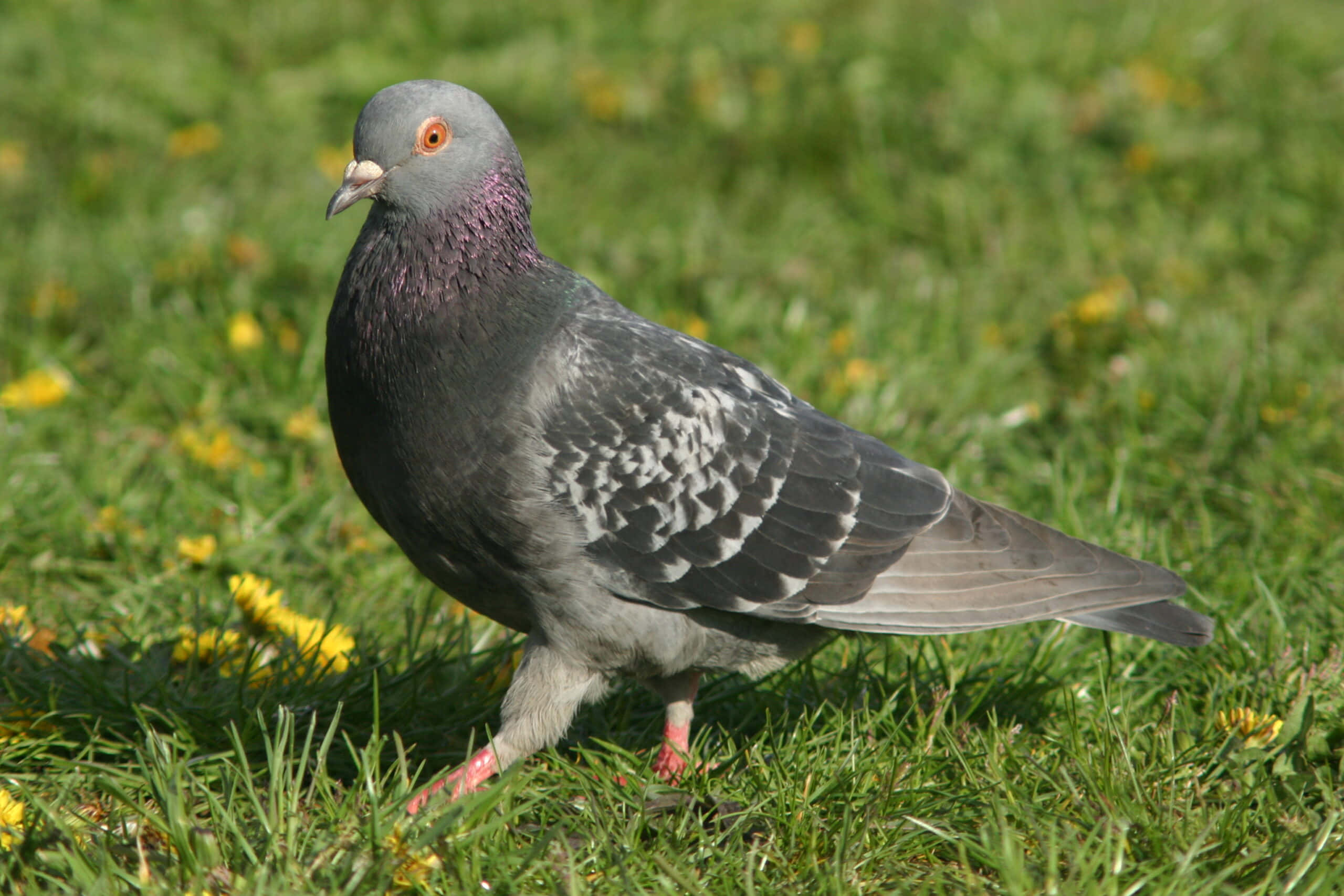 鳩が青い空を飛ぶ 壁紙