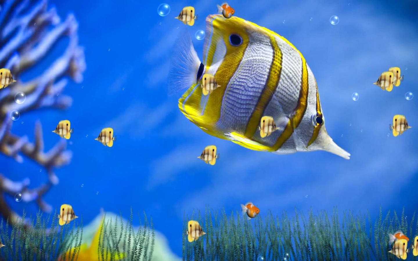 黄色いストライプのクールな魚たち 壁紙