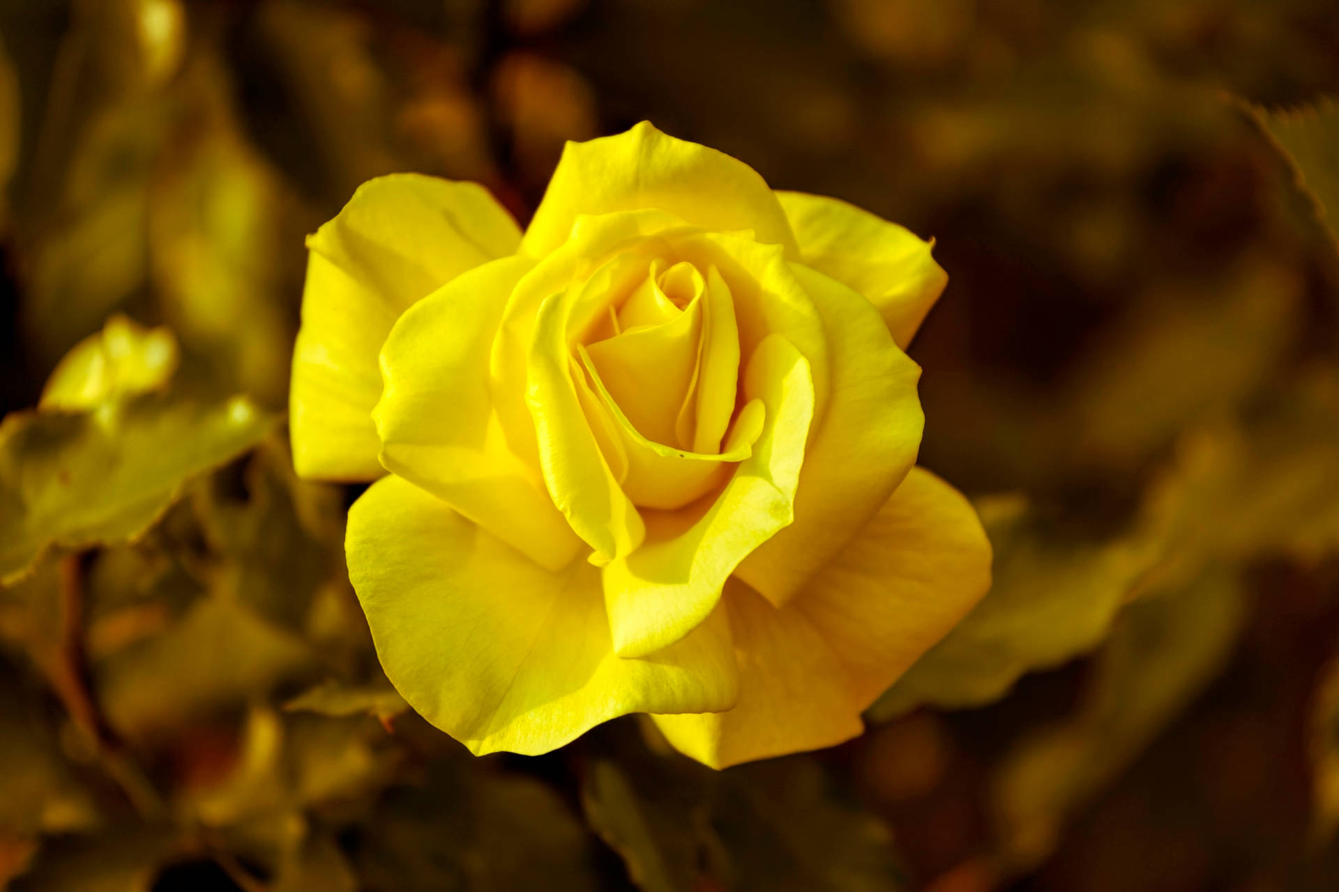 黄色いバラの花の壁紙