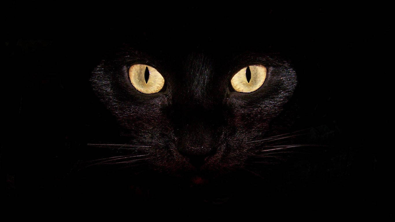 黄色い目の猫 最高にクールなデスクトップ 壁紙