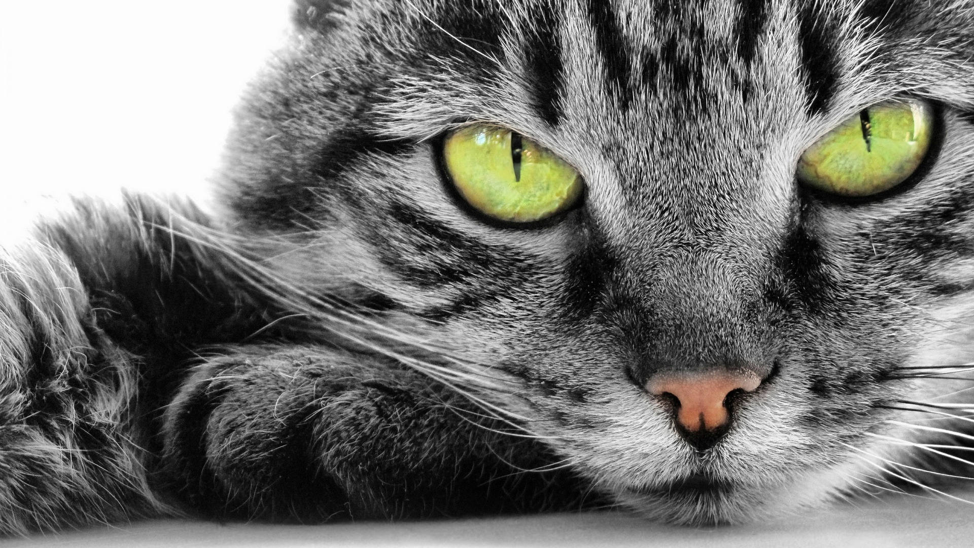 黄色い目の猫コンピュータ 壁紙