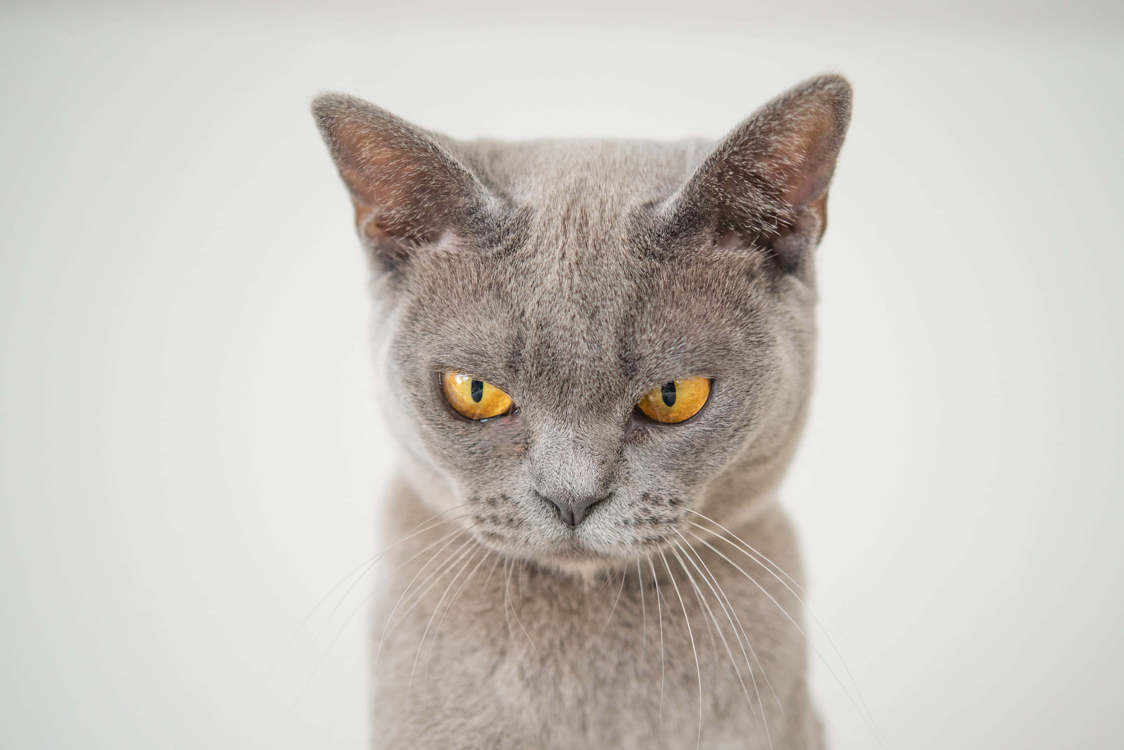 黄色い目をした灰色の猫がカメラを見つめている 壁紙
