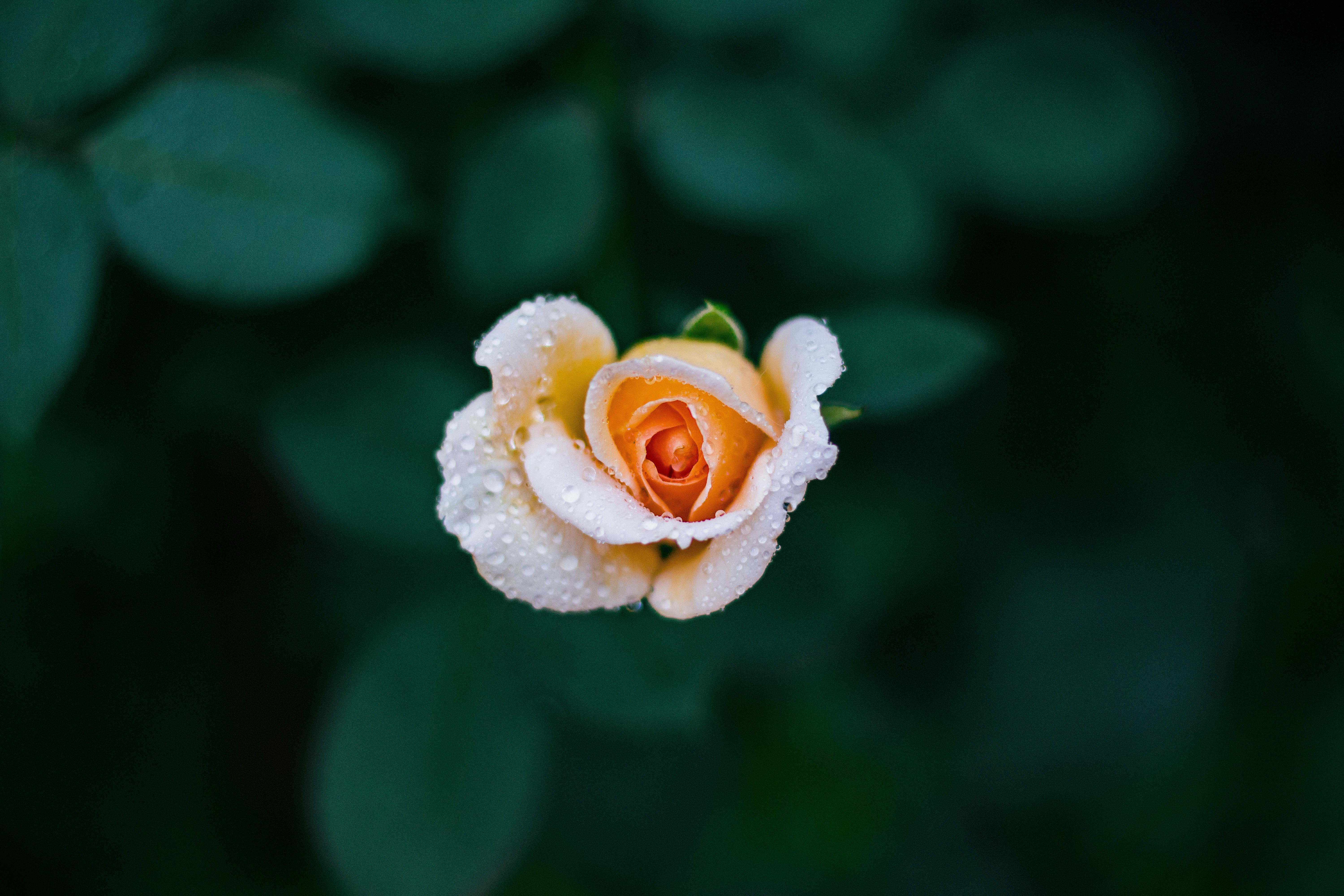 黄色い蕾のバラの花 壁紙