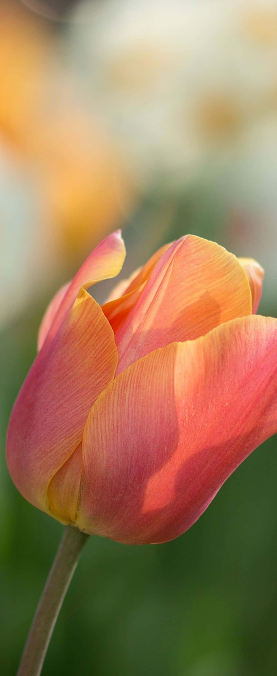 黄色とオレンジ色のチューリップの花 壁紙