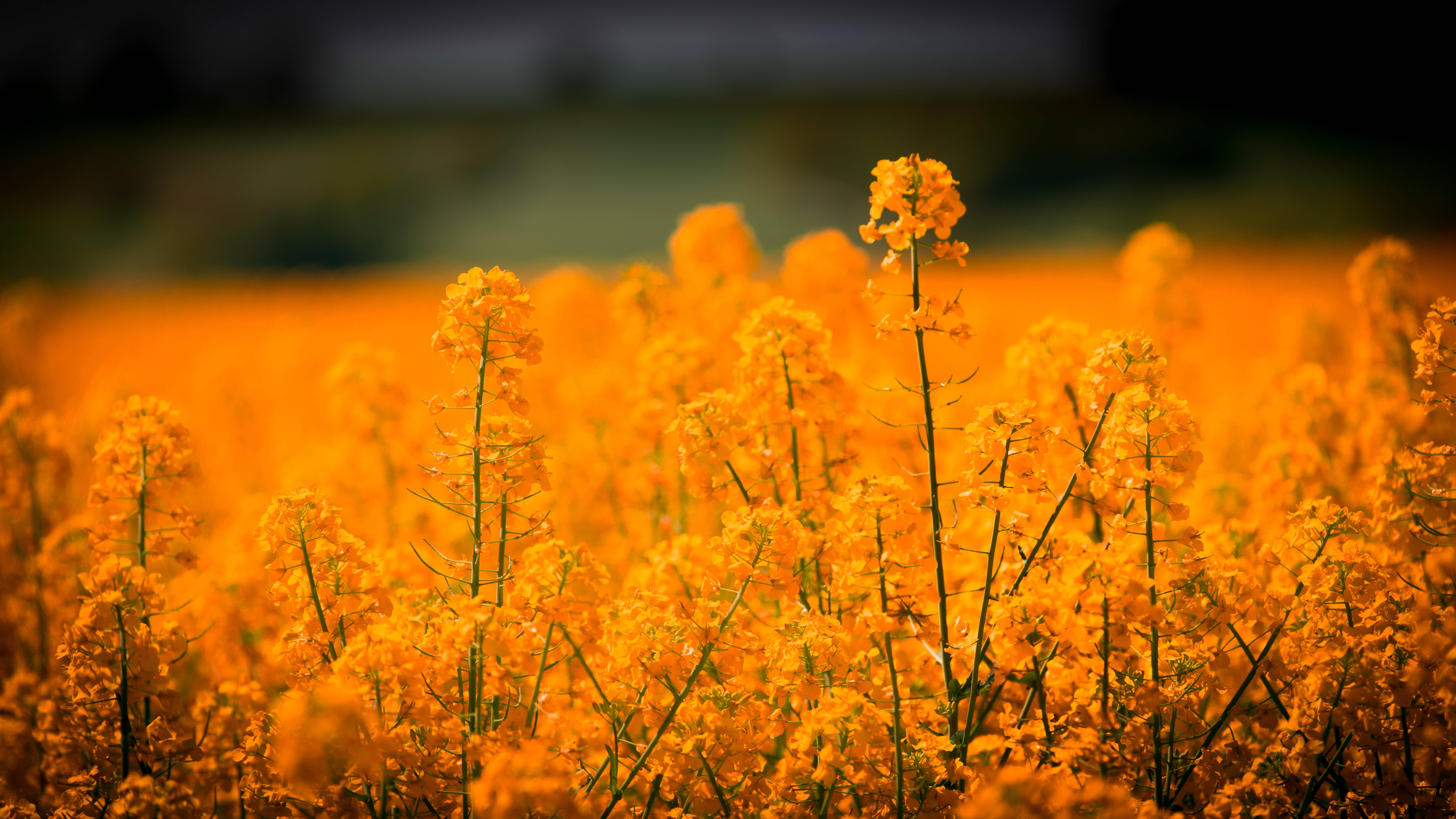 黄金の草原と色とりどりの花々 壁紙