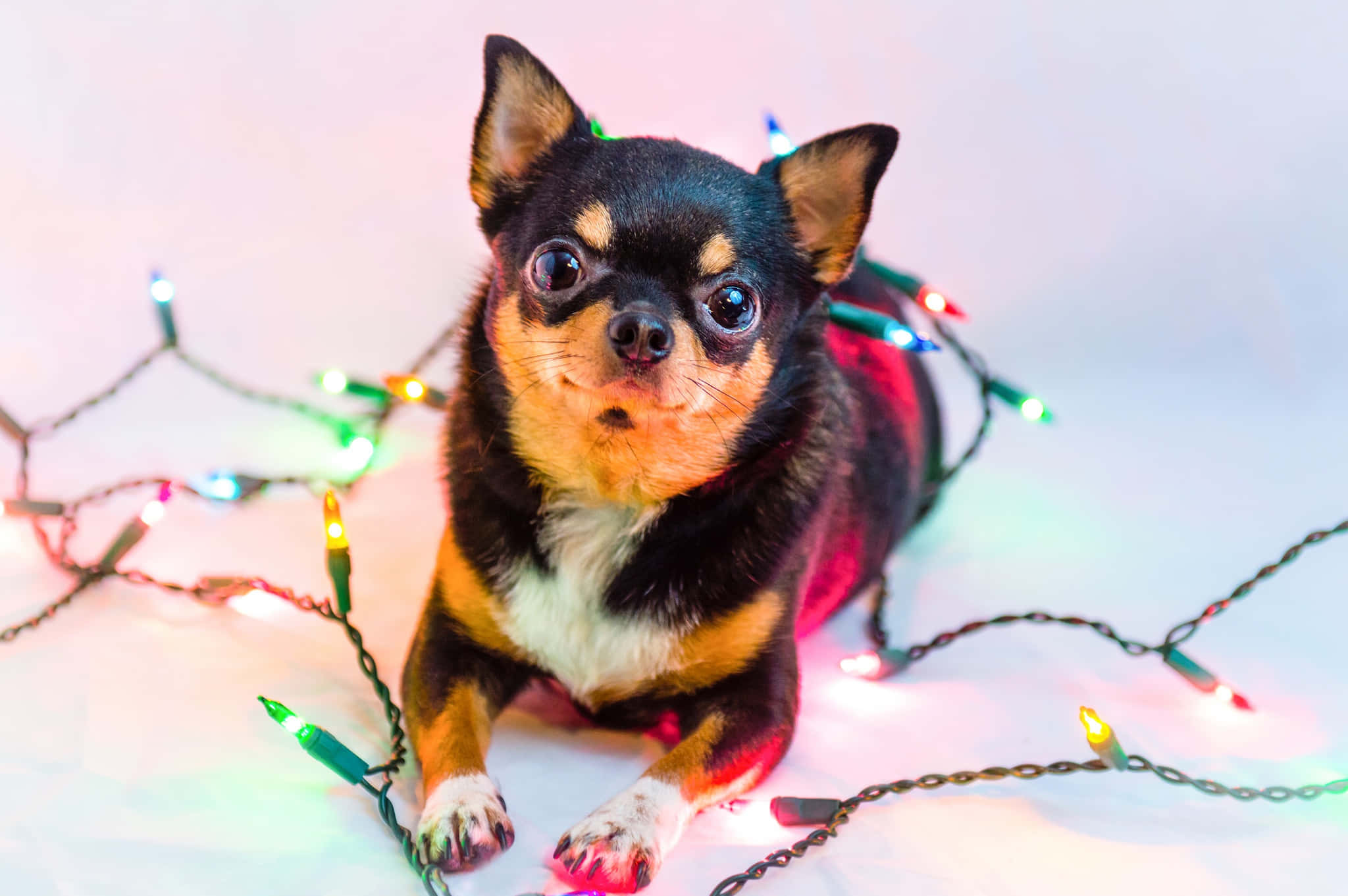 黒いチワワがクリスマスライトで遊ぶ 壁紙