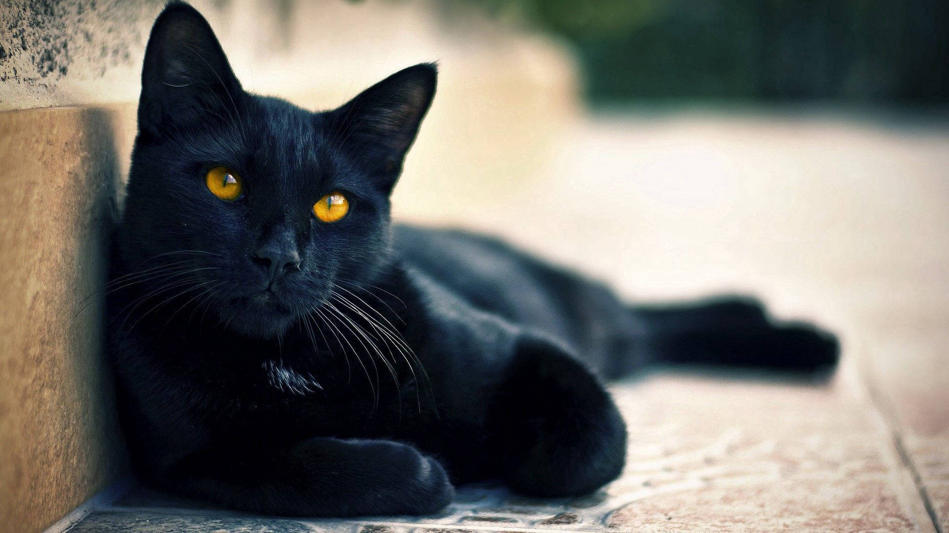 黒い動物の寝そべる猫の壁紙
