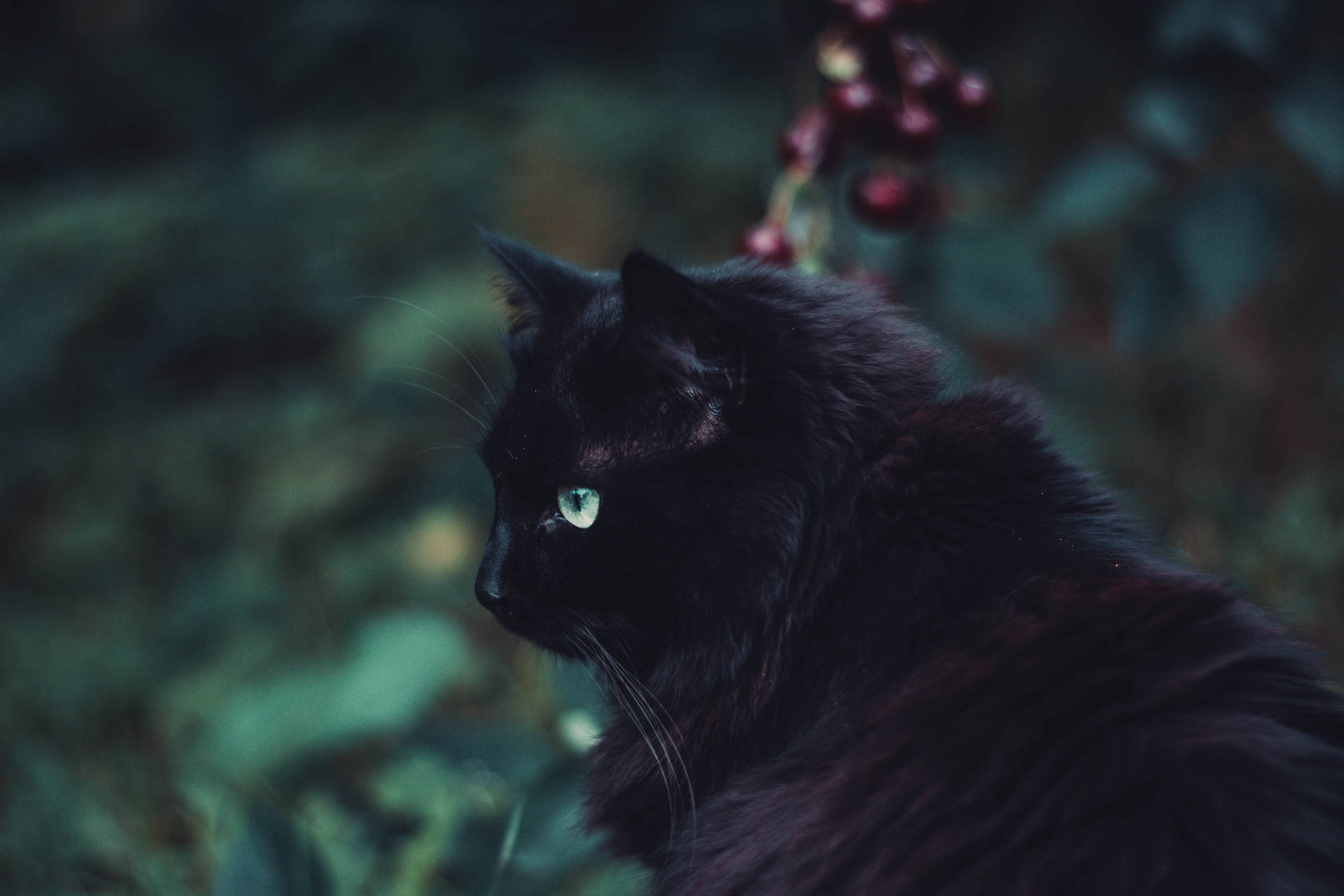 黒い毛むくじゃらの猫の動物の壁紙
