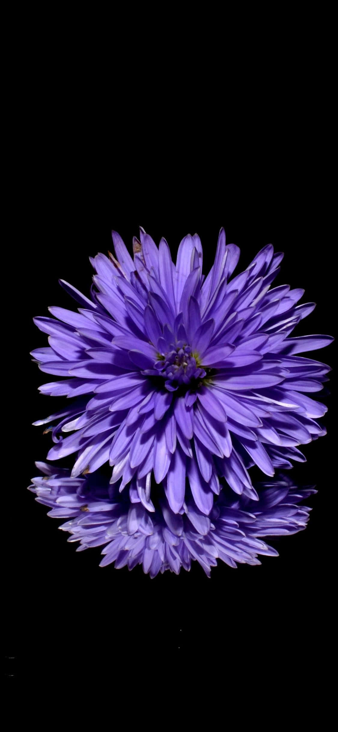 黒い水面に映る紫色の花 壁紙