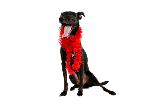 黒い犬 赤い羽根のボア あくび 壁紙