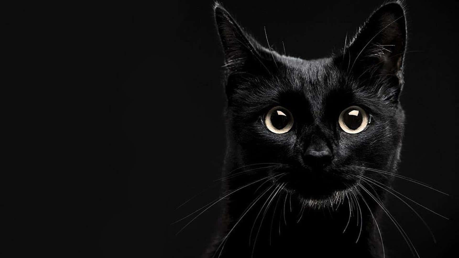 黒い猫がカメラを見つめている 壁紙