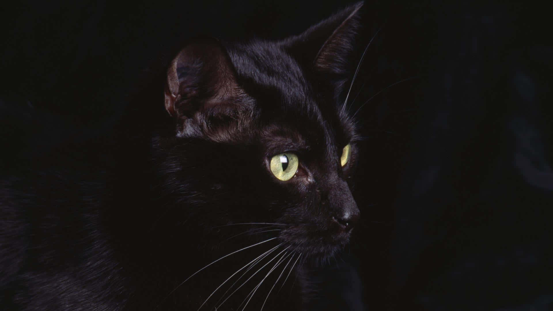 黒い猫が緑の目でカメラを見つめている 壁紙