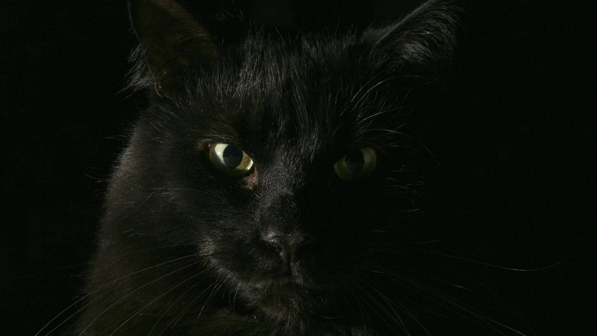黒い猫の動物のクローズアップ壁紙