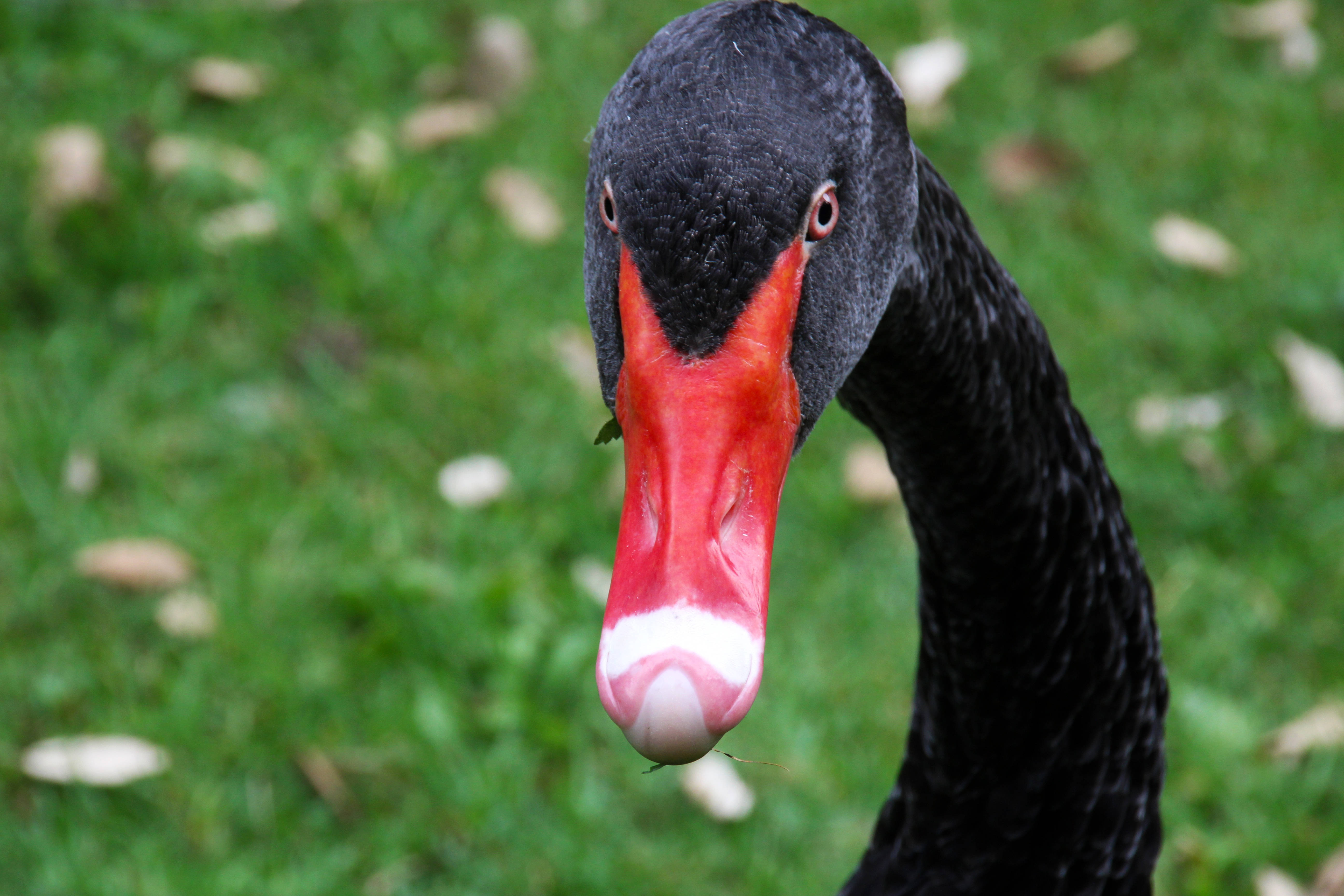 黒い白鳥の動物 壁紙