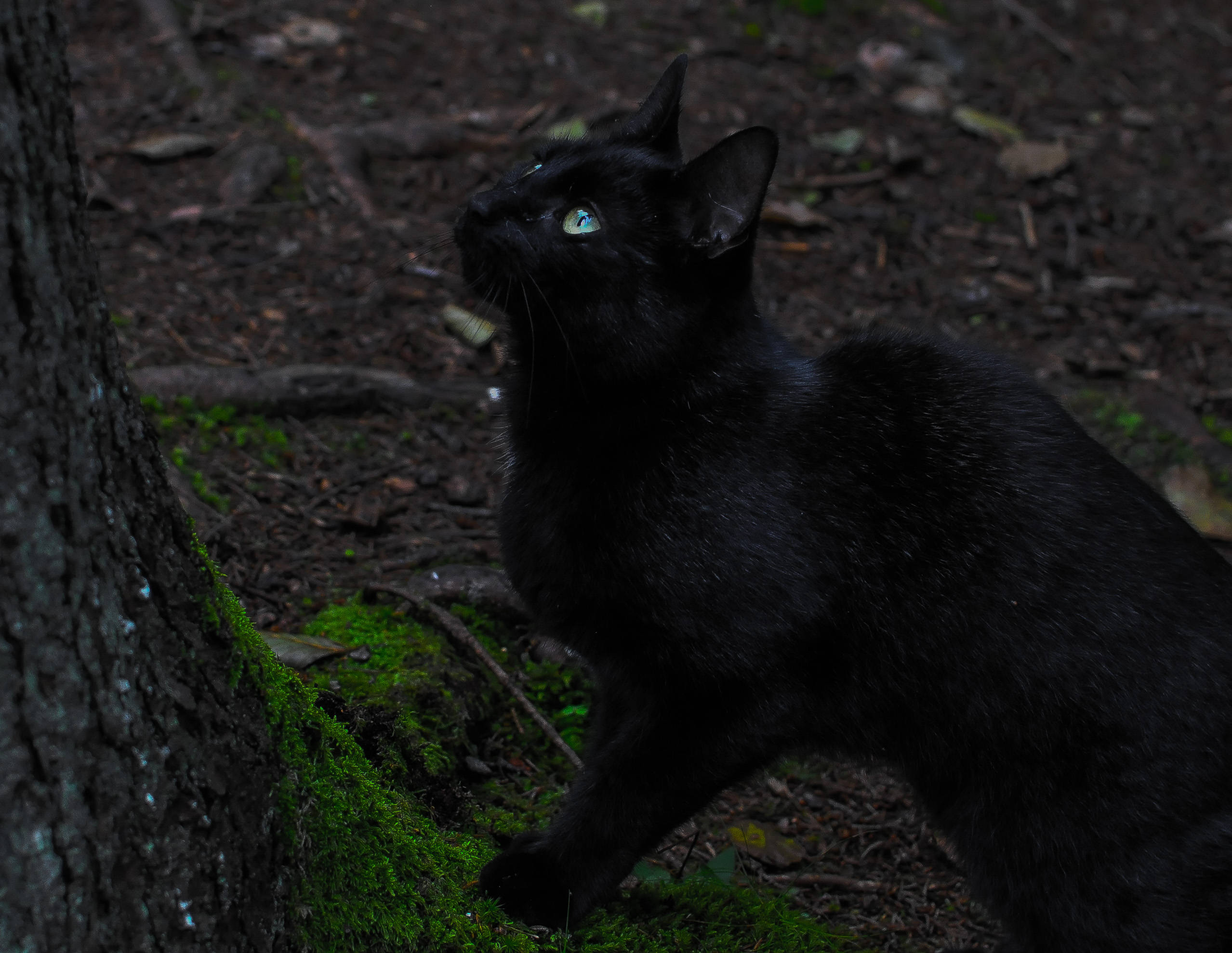 黒い美しい猫が木のそばにいる 壁紙