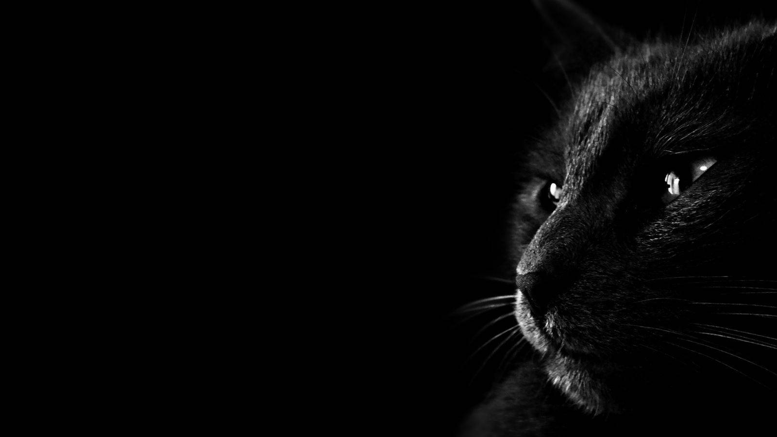 黒い背景に佇む美しい黒猫 壁紙