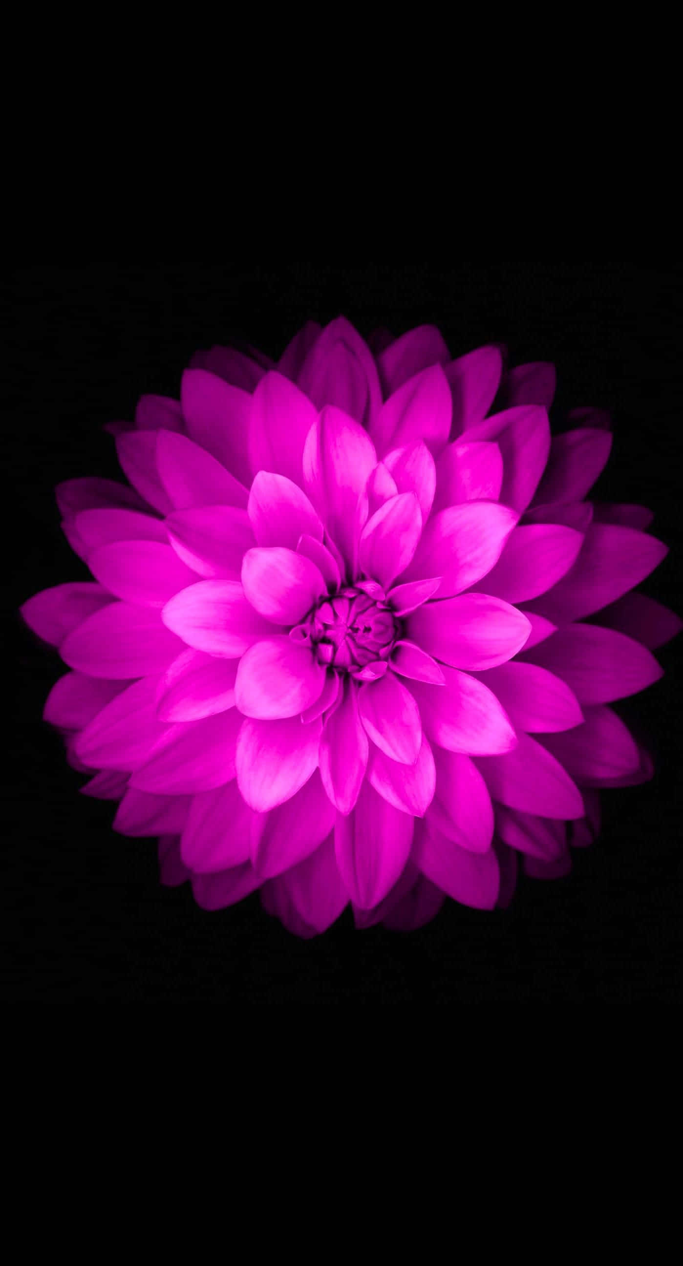 黒い背景に紫色の花 壁紙
