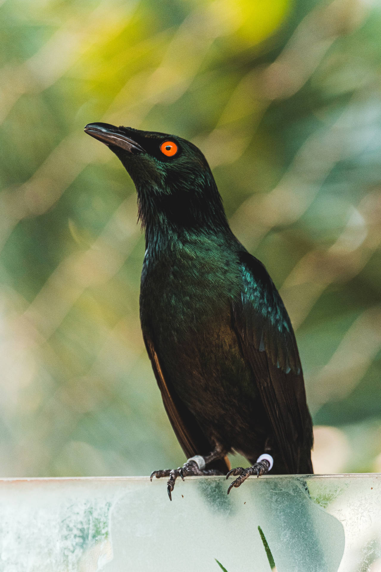黒い鳥の壁紙