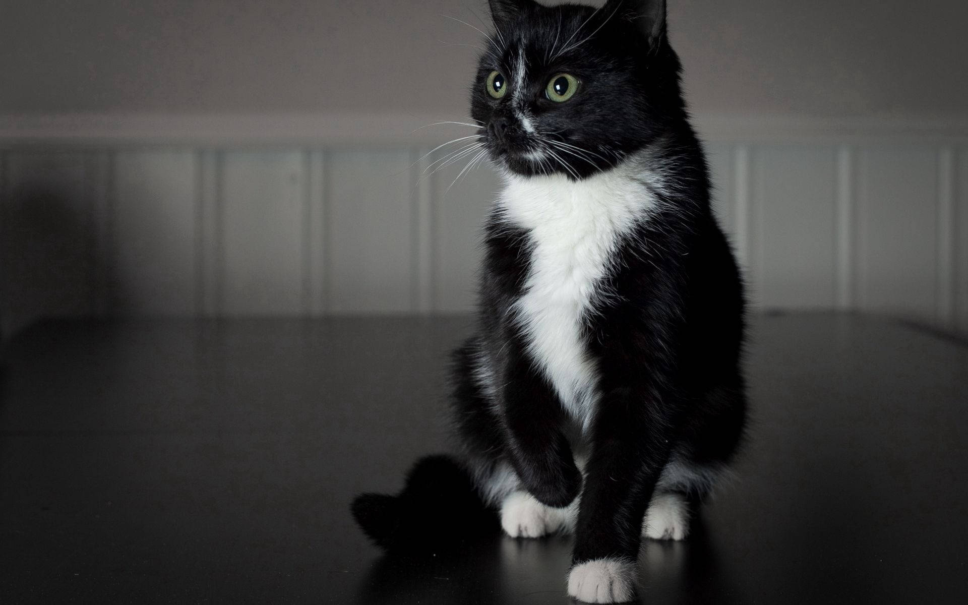 黒と白の動物の子猫の壁紙