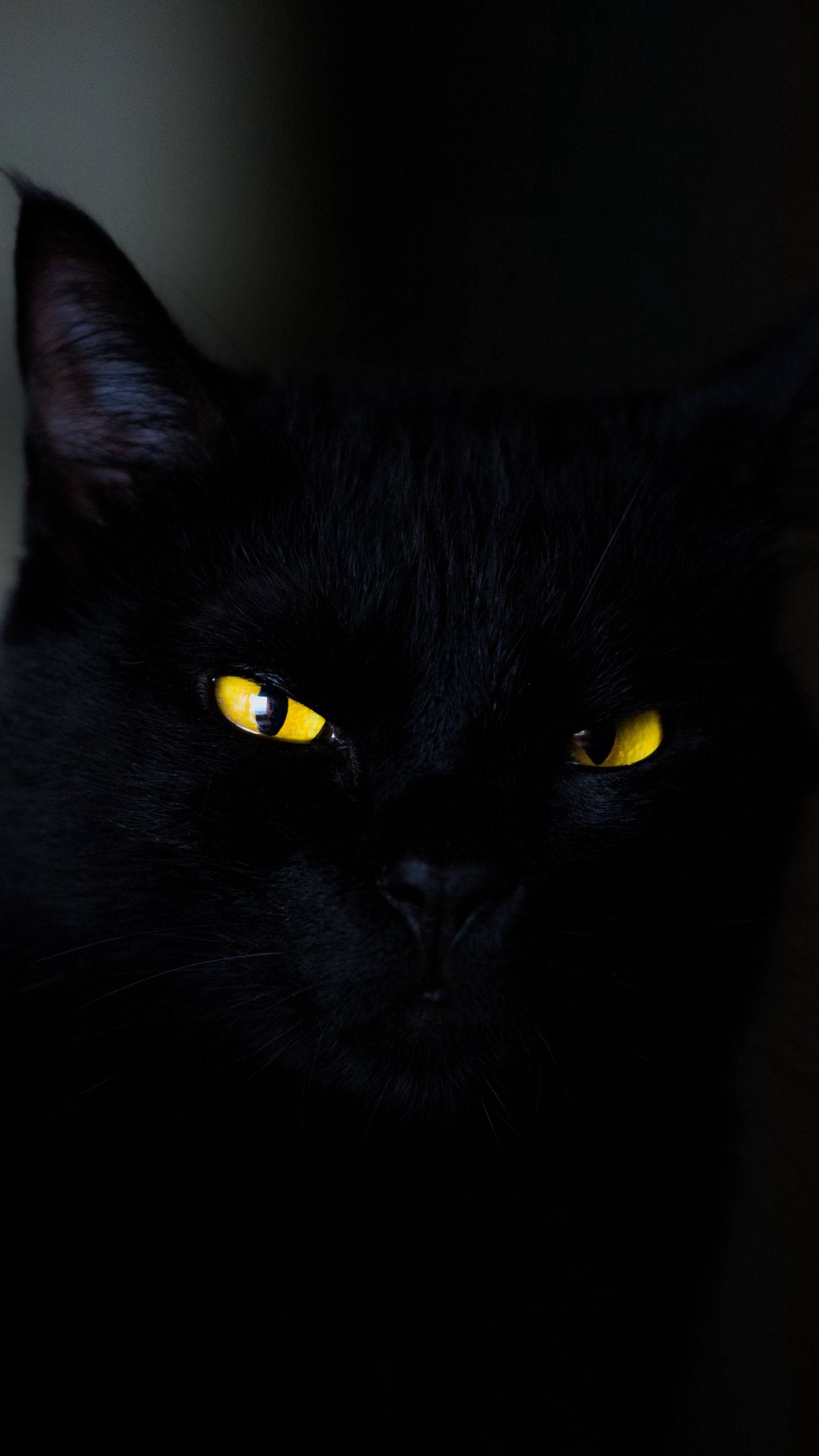黒猫 iPhone 6 Plus 壁紙
