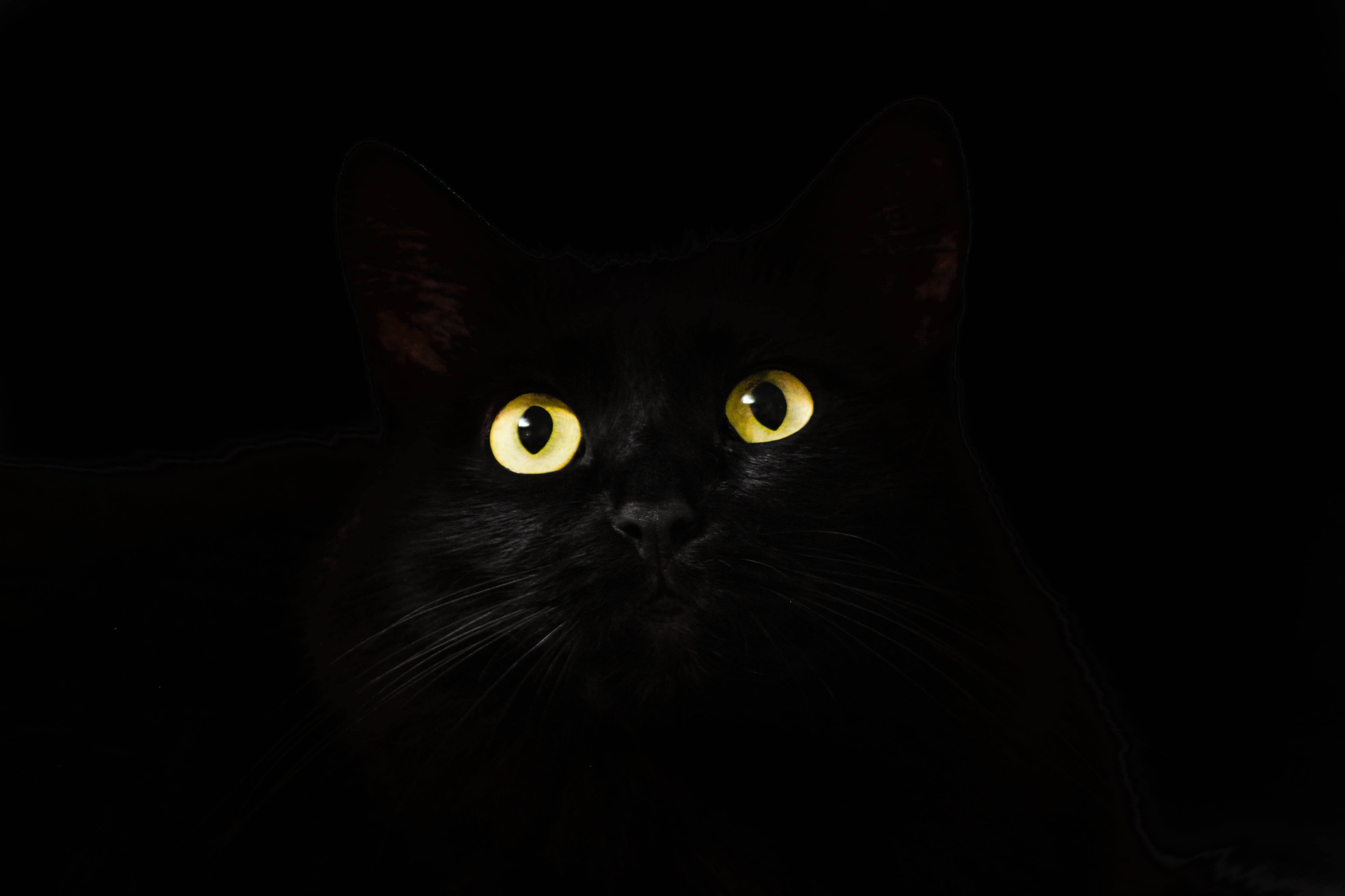 黒猫 白黒 PFP 壁紙