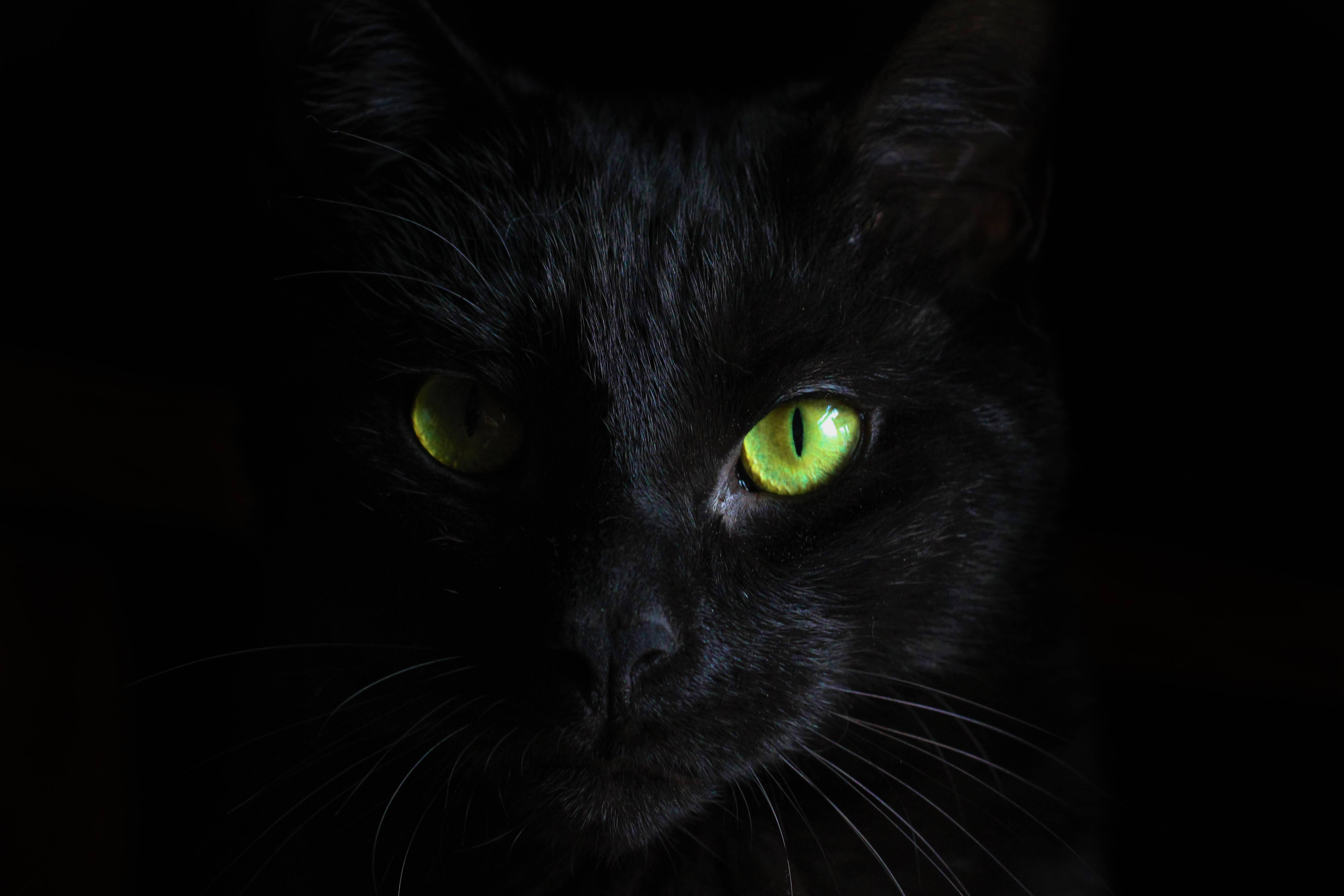 黒猫 黒背景 壁紙
